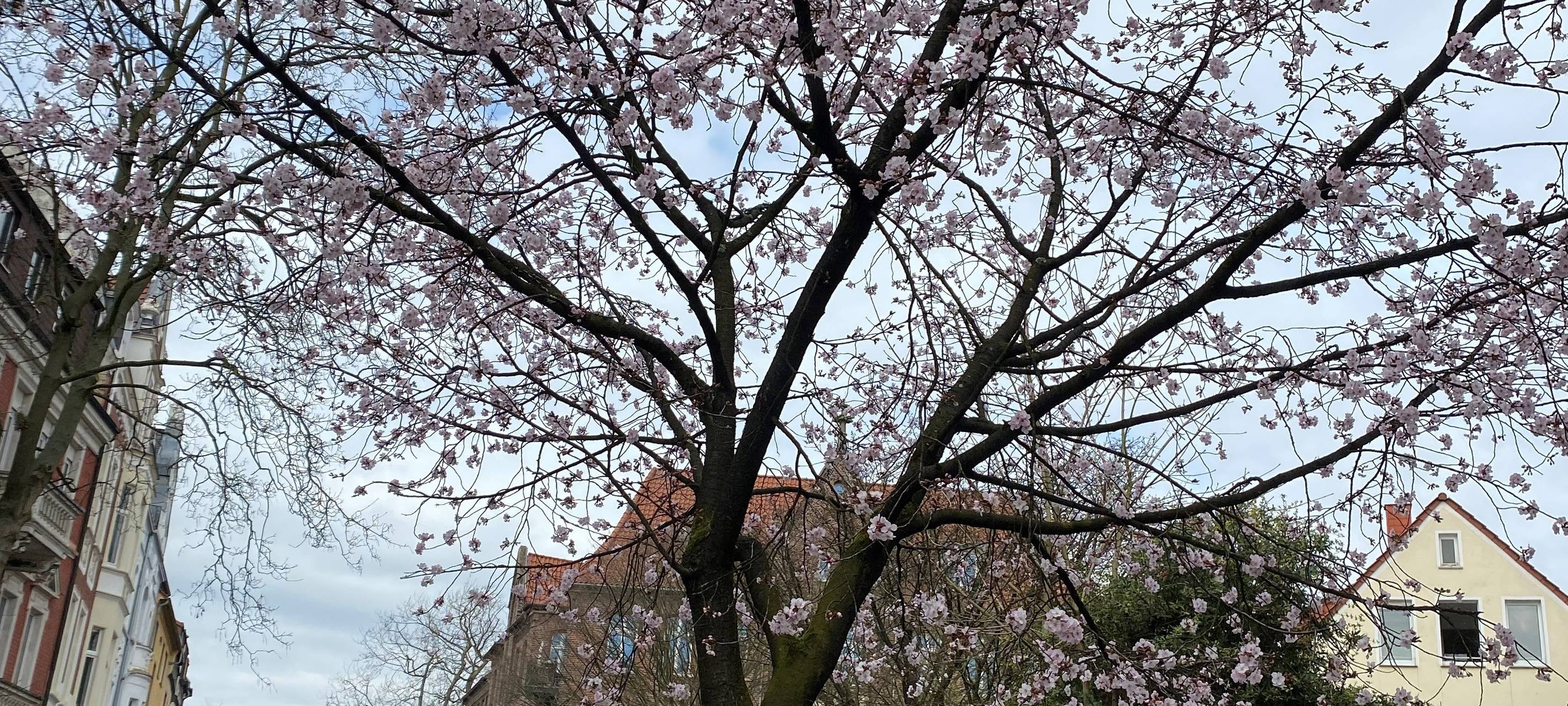 Frühlingserwachen in Münster