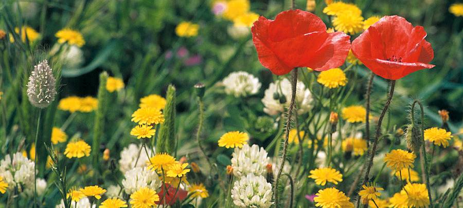 Wildblumenwiese