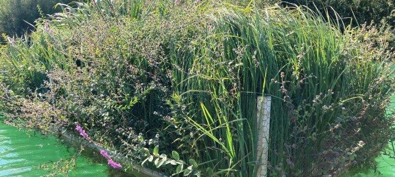 Pflanzenkübel kommen auf Aasee