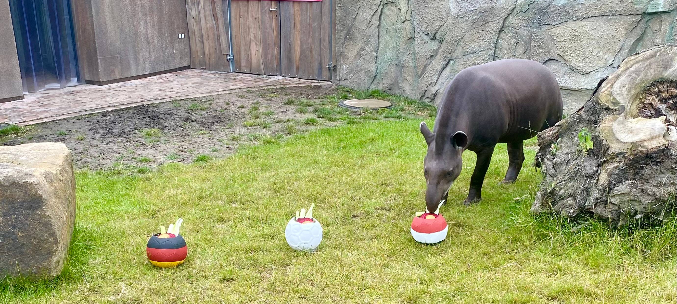 Tapir Theo tippt auf Sieg für Ungarn