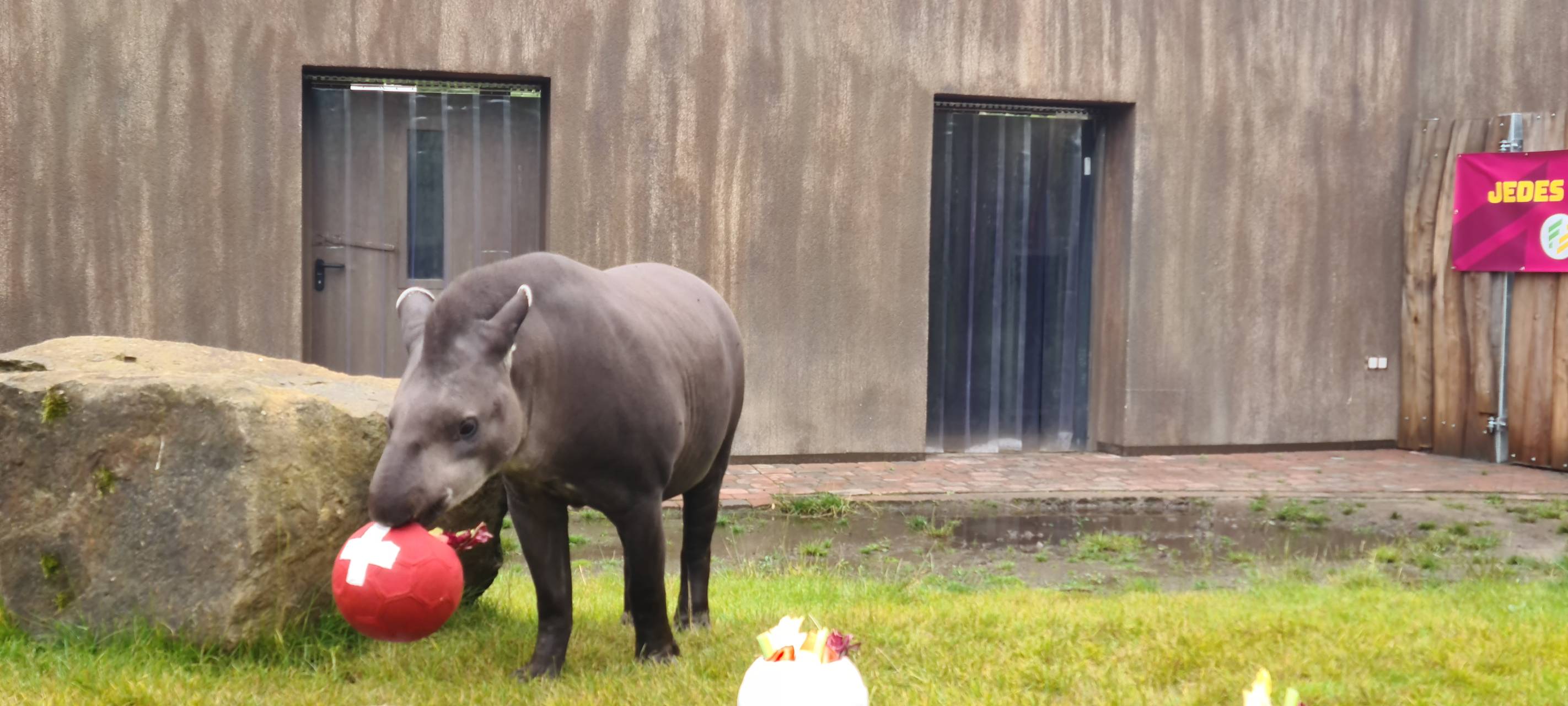 Tapir Theo tippt auf Sieg für die Schweiz
