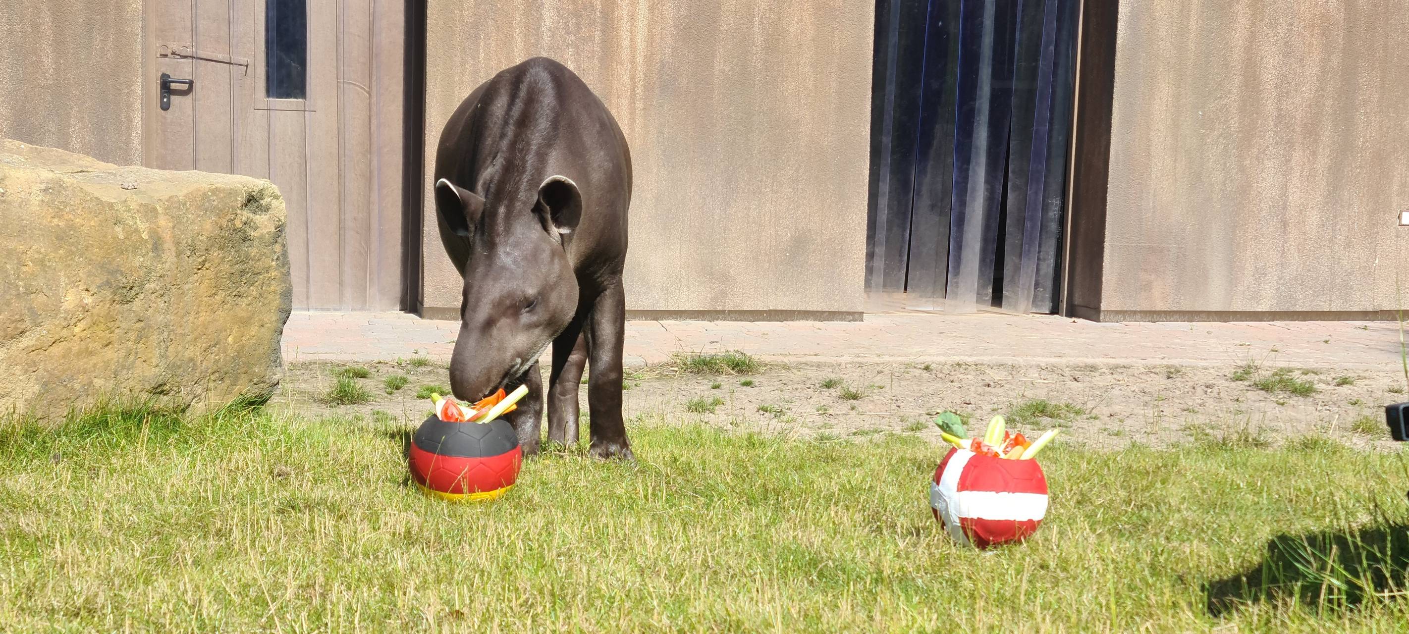 Tapir Theo tippt auf Deutschland