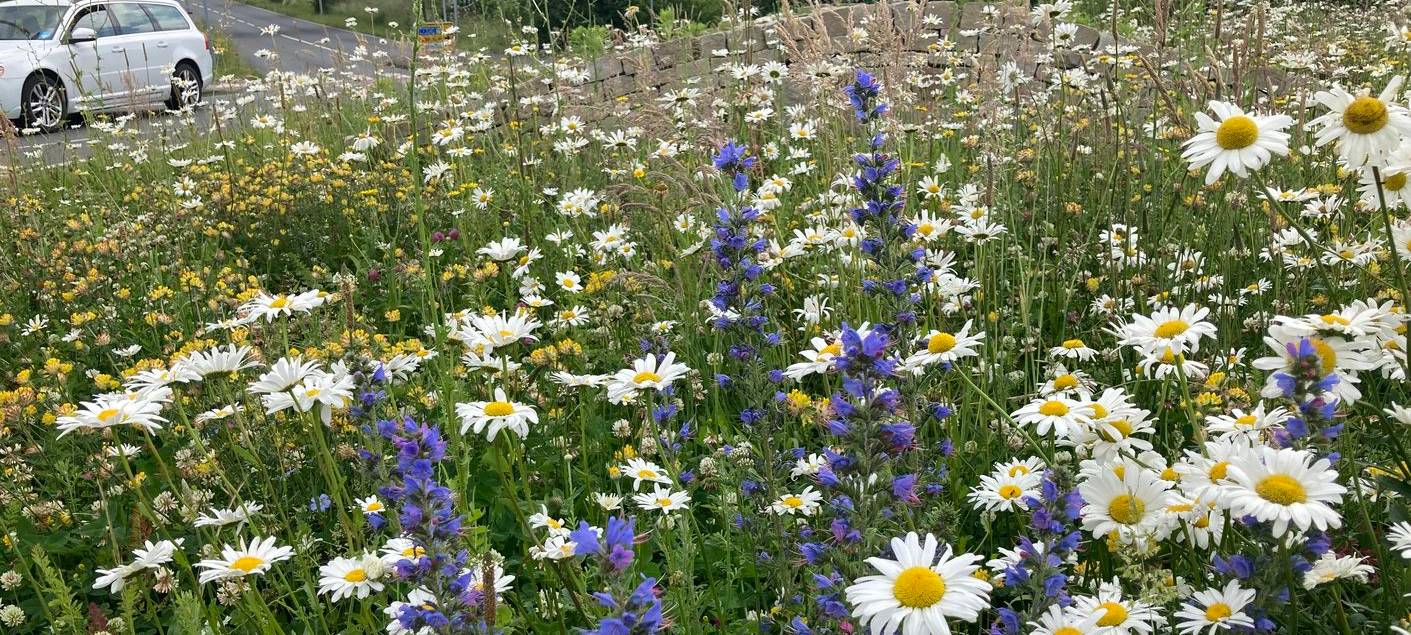 Münster für biologische Vielfalt