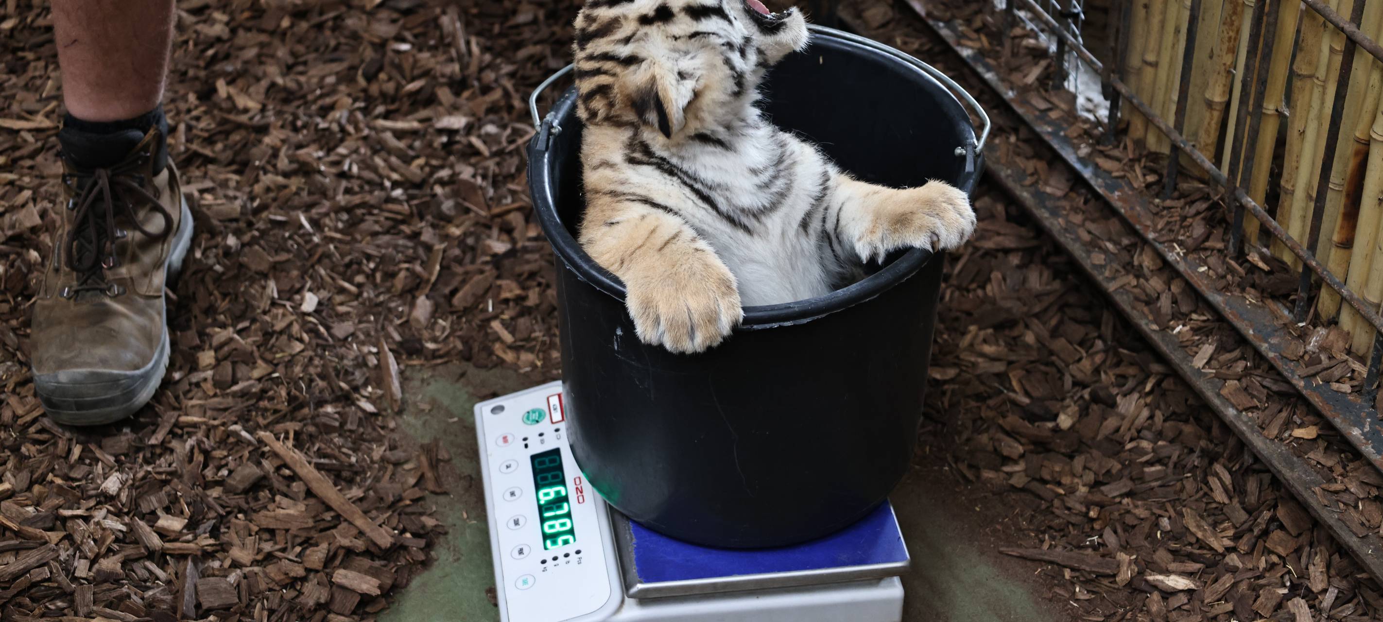 Tigerbabys sind geimpft