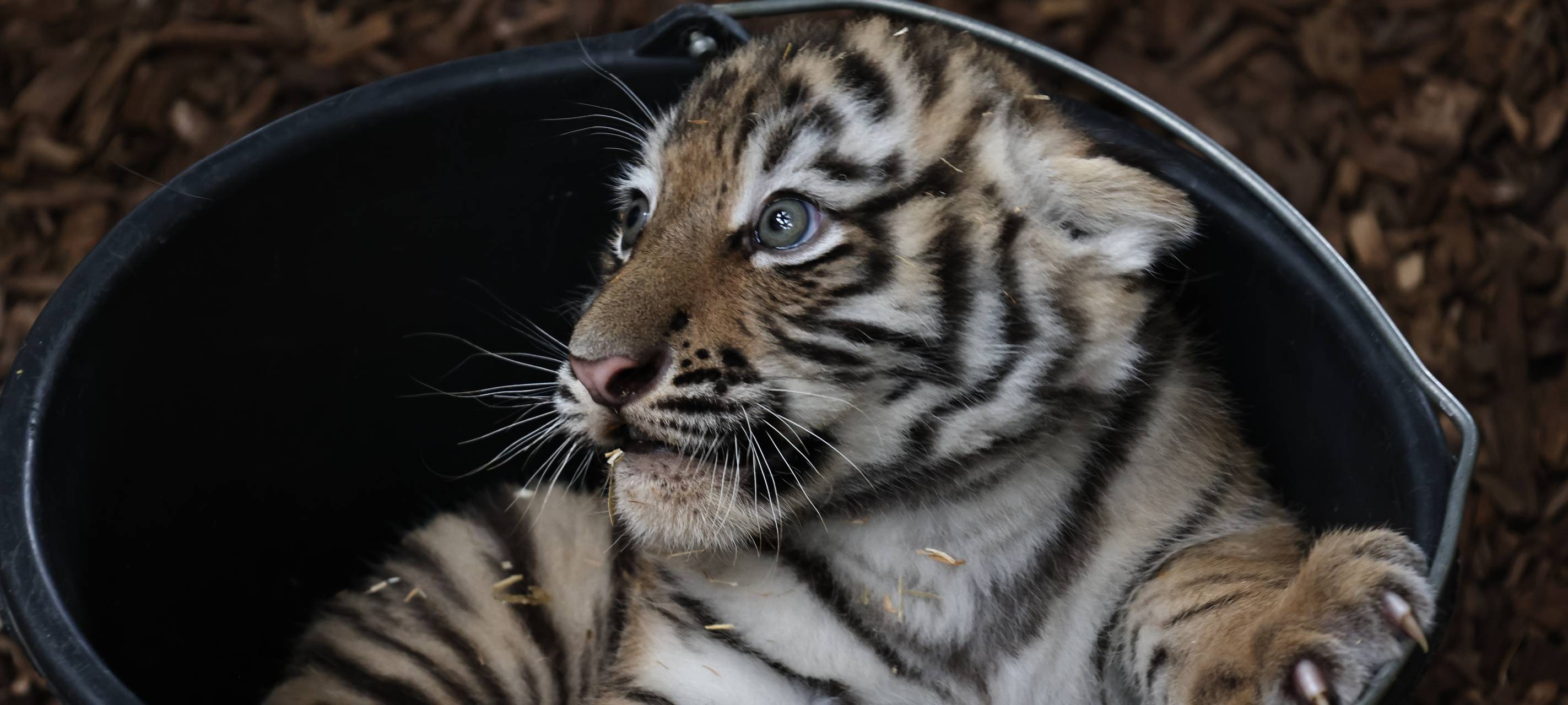 Tigerbabys sind geimpft