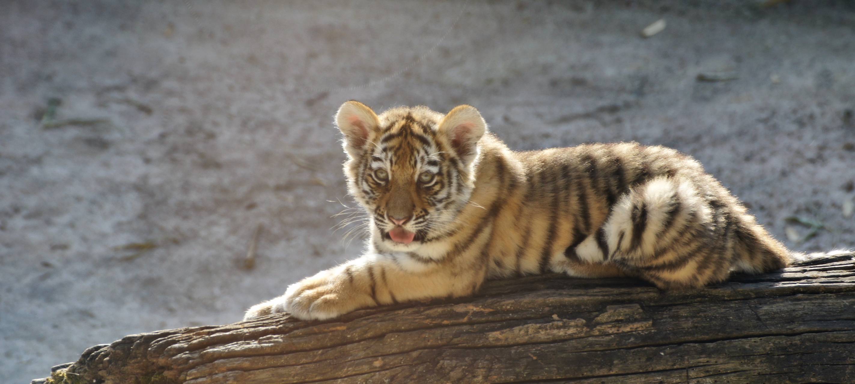Den Tigerbabys geht es prächtig