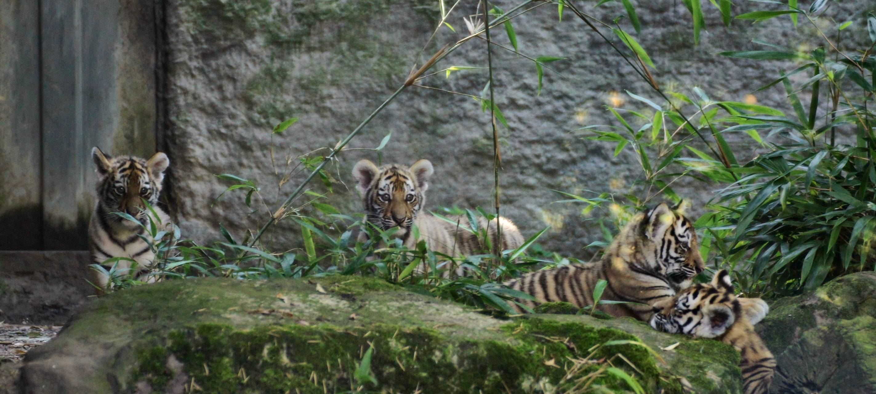 Den Tigerbabys geht es prächtig
