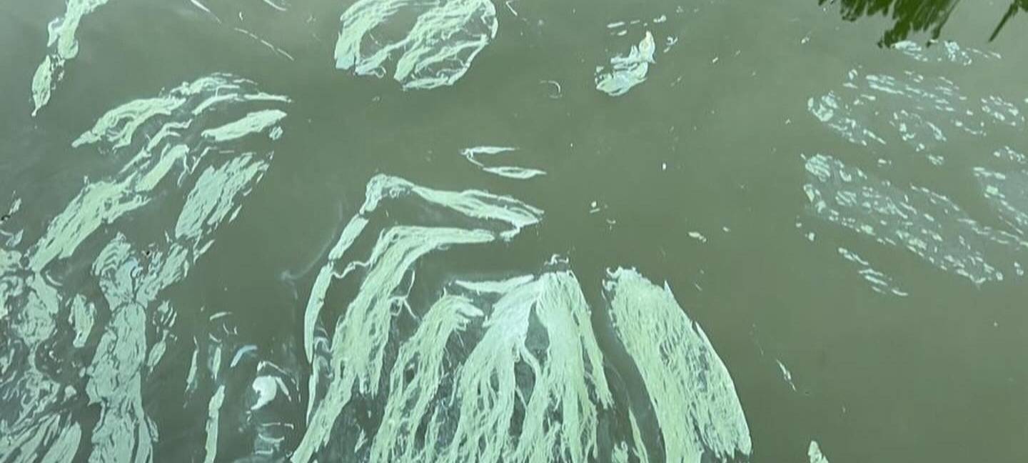 Kampf gegen Blaualgen im Aasee