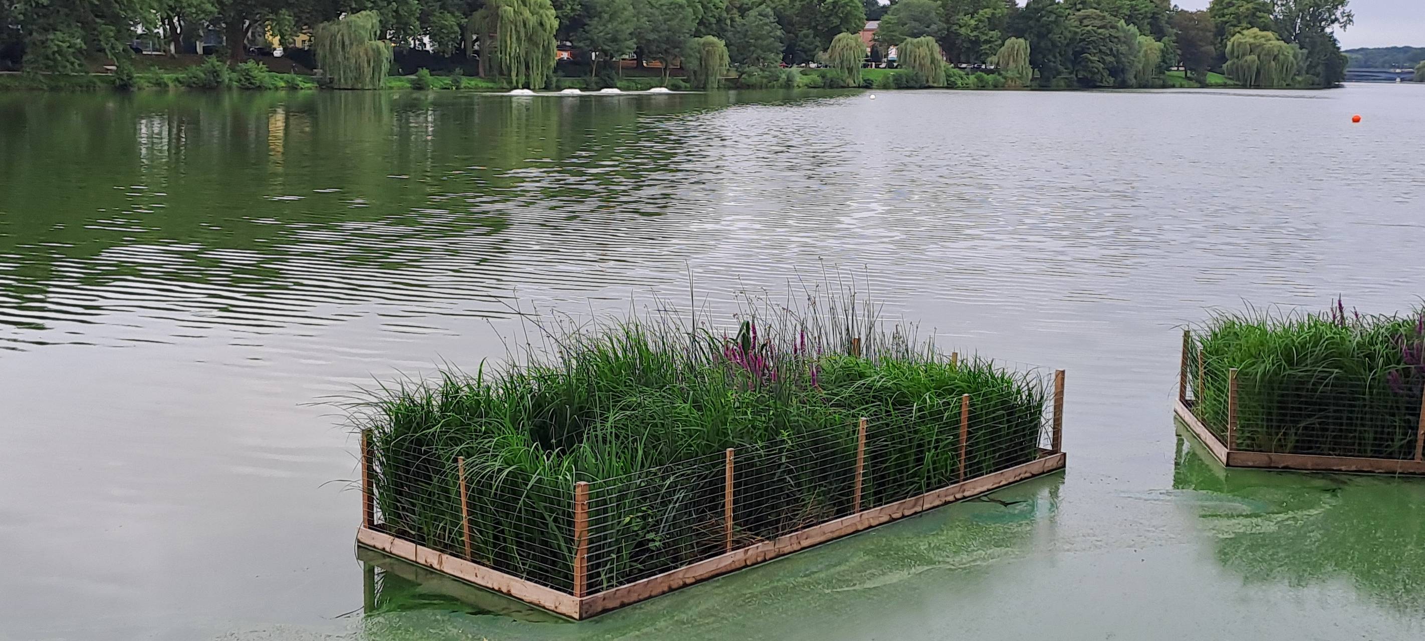 Kampf gegen Blaualgen im Aasee
