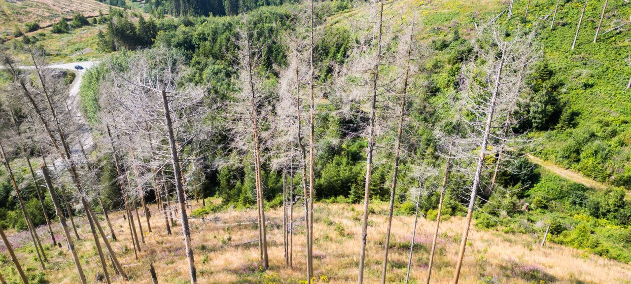 Zustand der Wälder: Wie ist die Lage in Nordrhein-Westfalen?