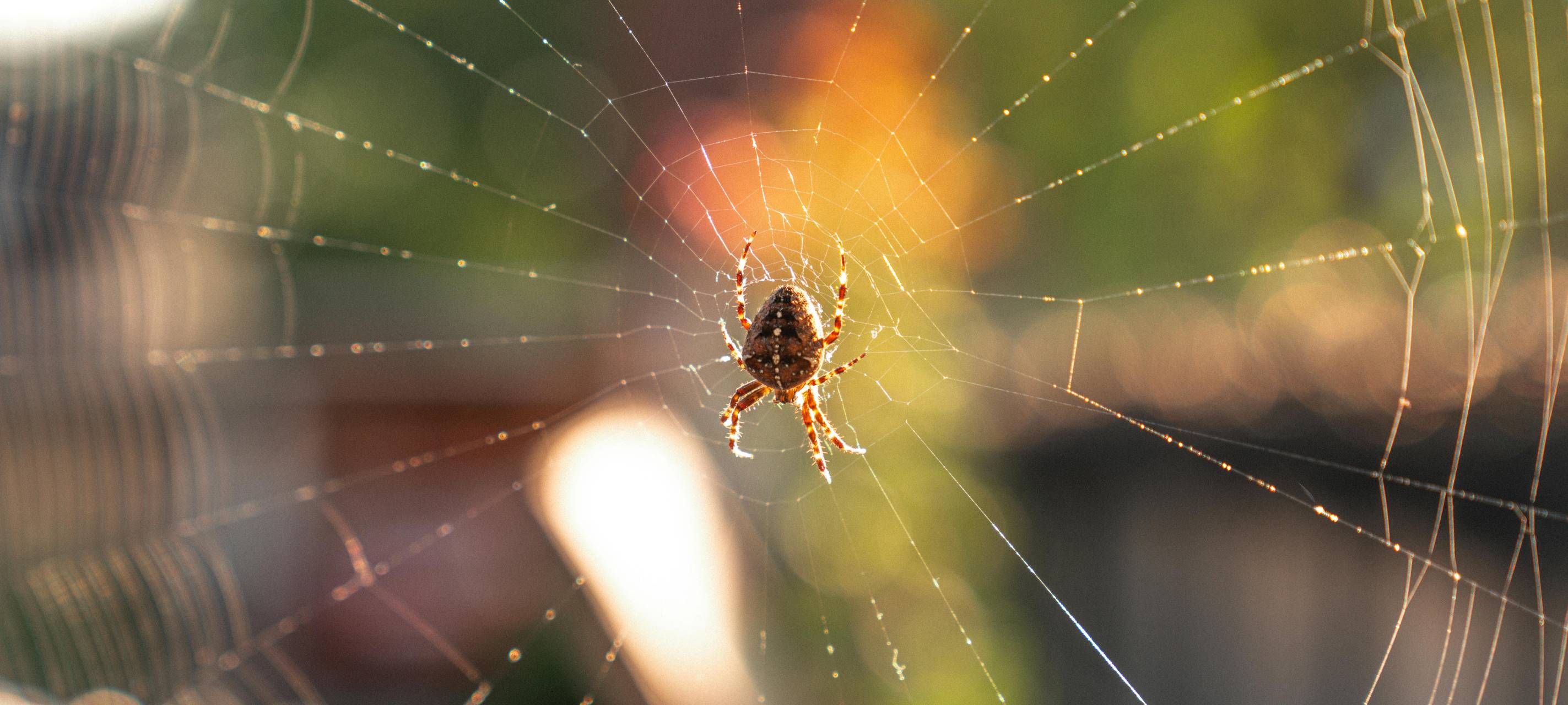 Angst vor Spinnen - Was tun?