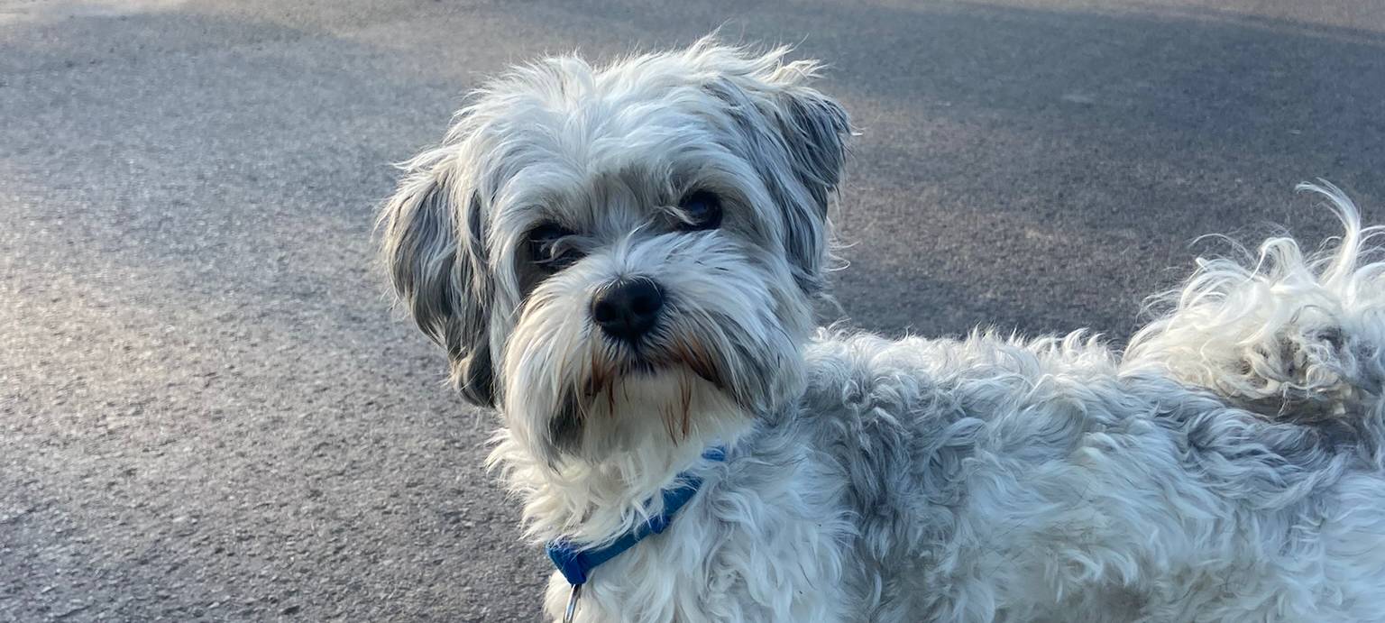 Münsters süßeste Hunde