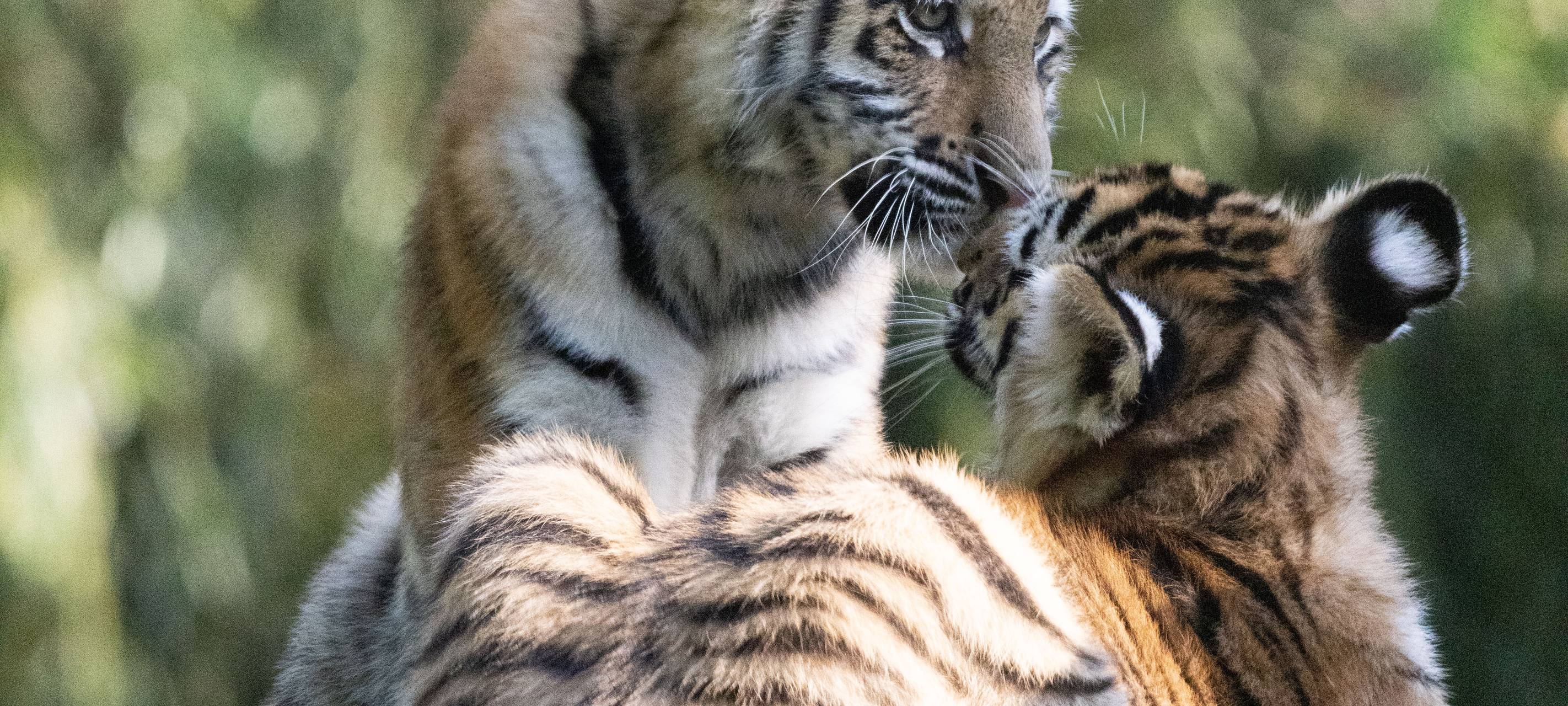 Die Tigerbabys haben jetzt Namen