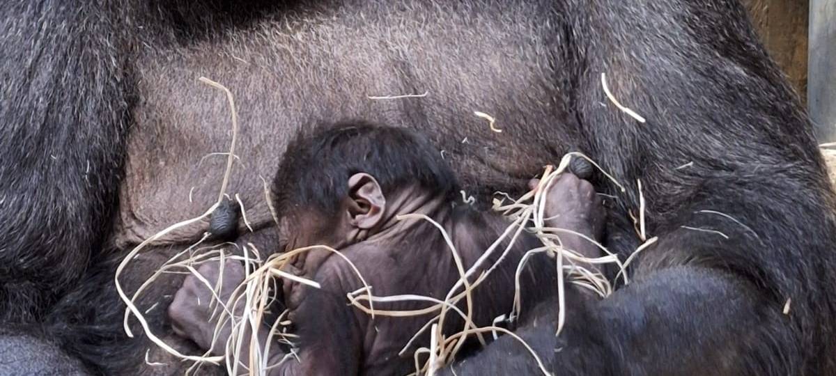 Gorilla-Nachwuchs ist ein Männchen