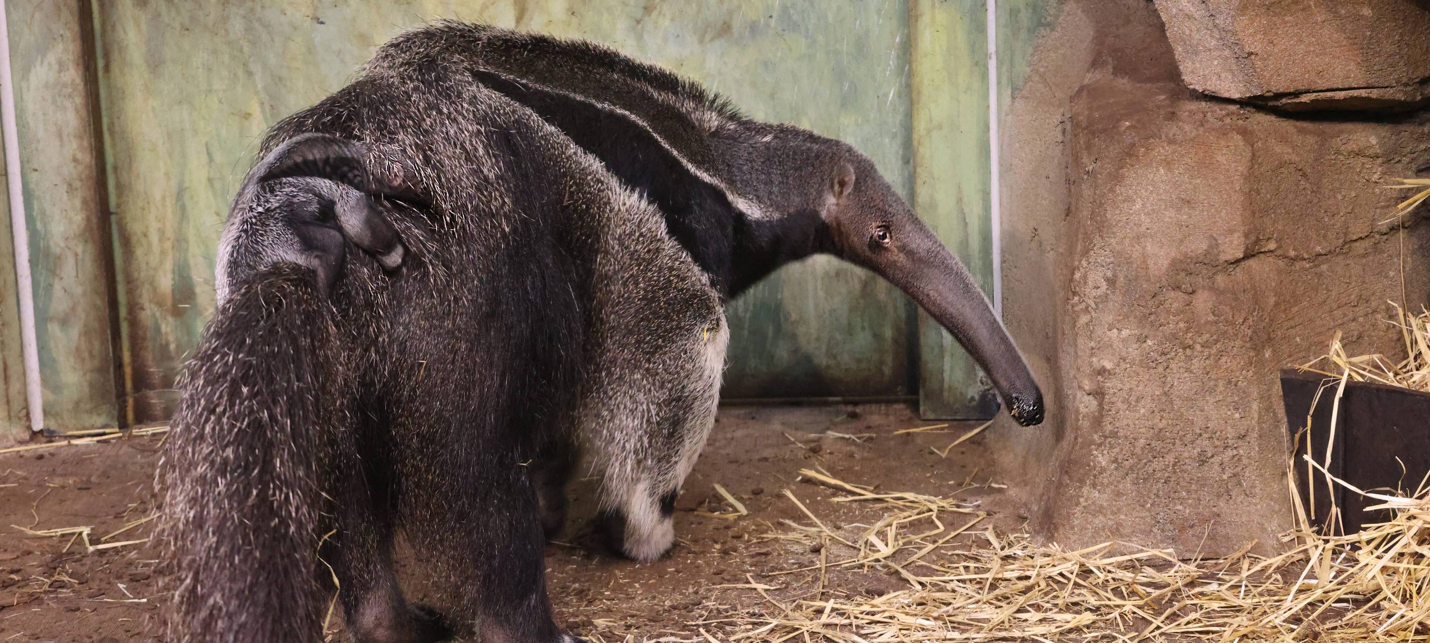 Ameisenbär geboren