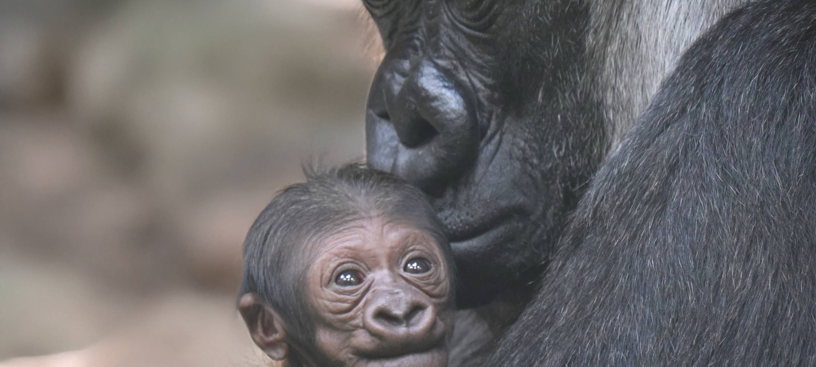 Gorilla-Nachwuchs ist ein Männchen