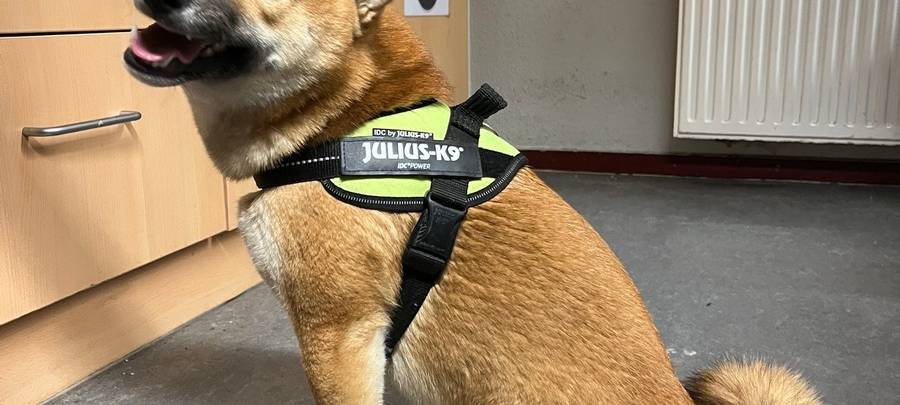 Hund wieder bei Eigentümern