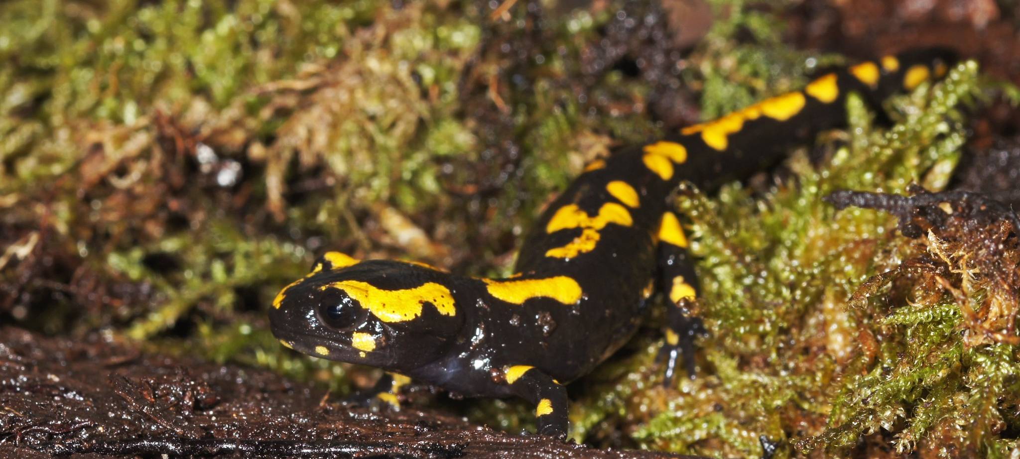 Artenschutzzentrum für Feuersalamander
