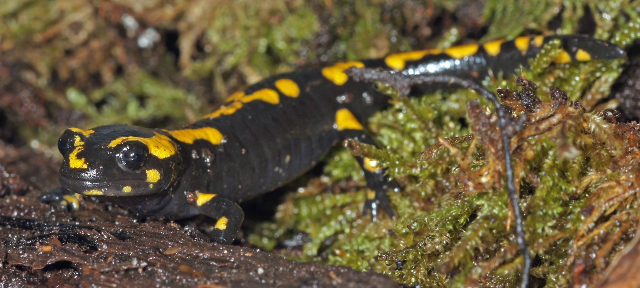 Artenschutzzentrum für Feuersalamander