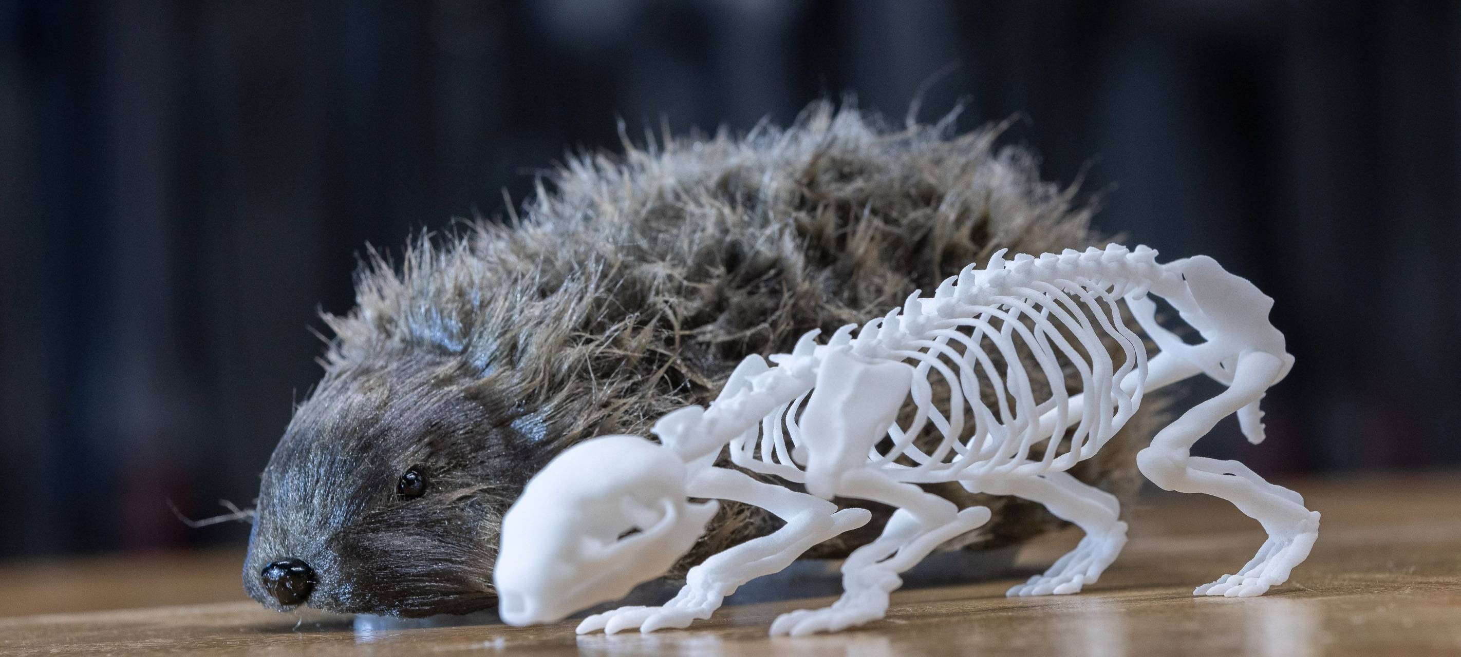 Igel-Dummy entwickelt