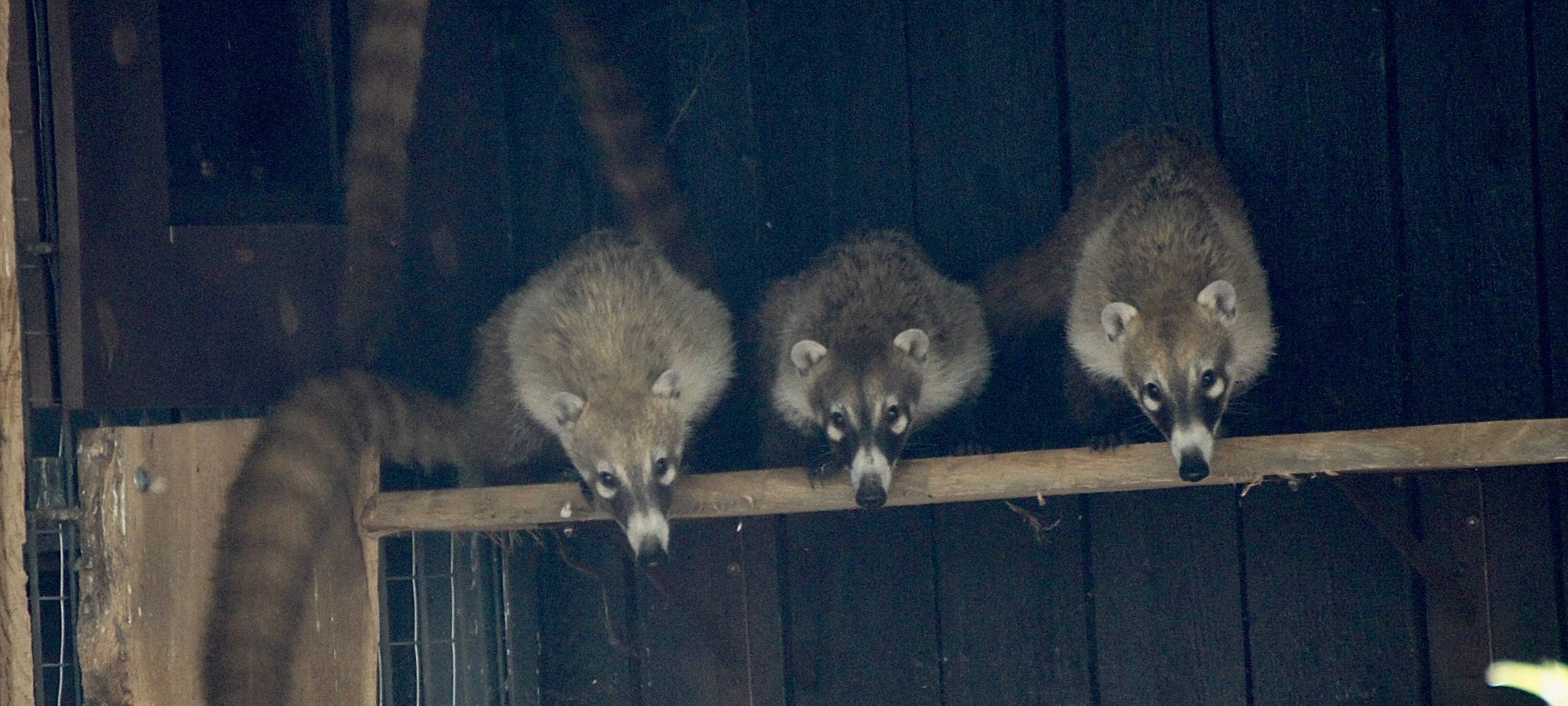 Neue Bewohner im Allwetterzoo