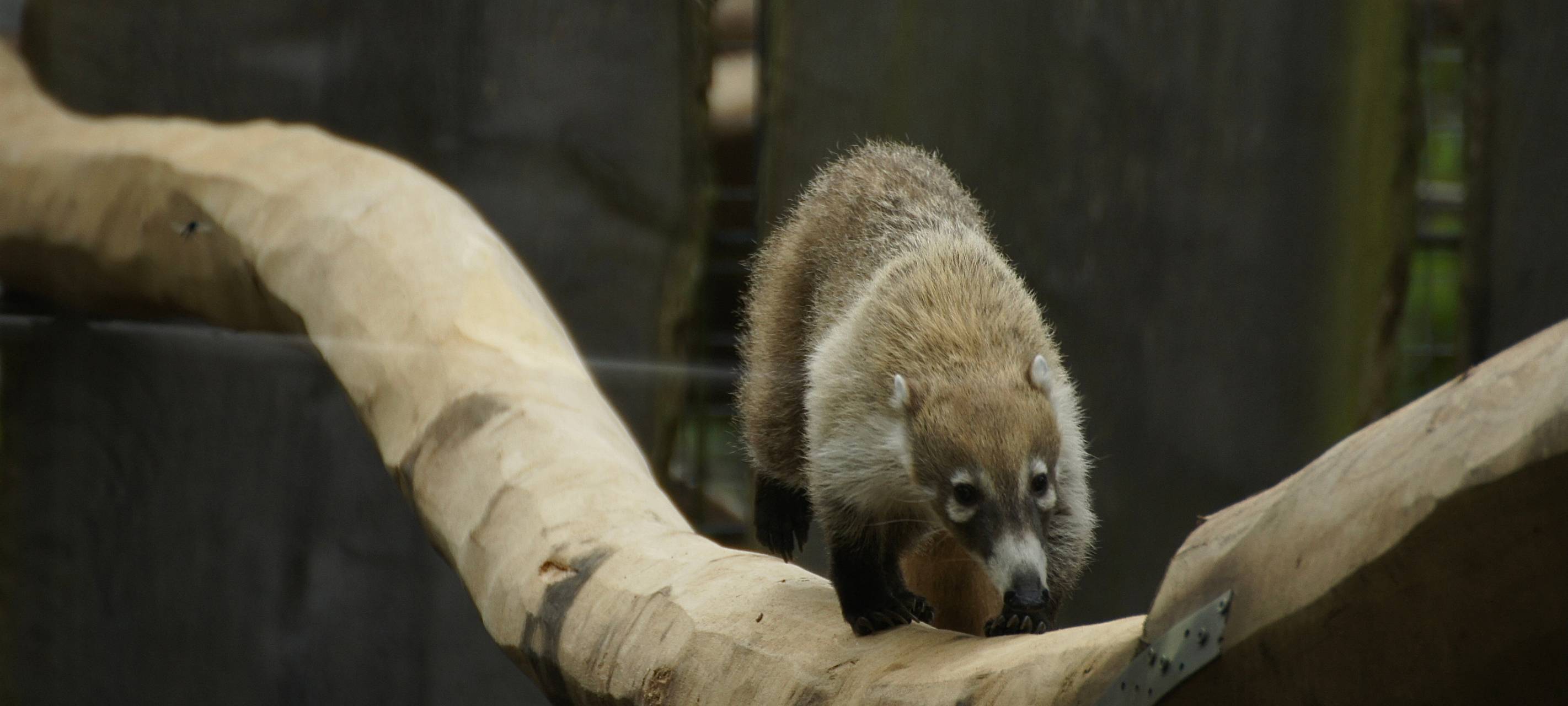 Neue Bewohner im Allwetterzoo