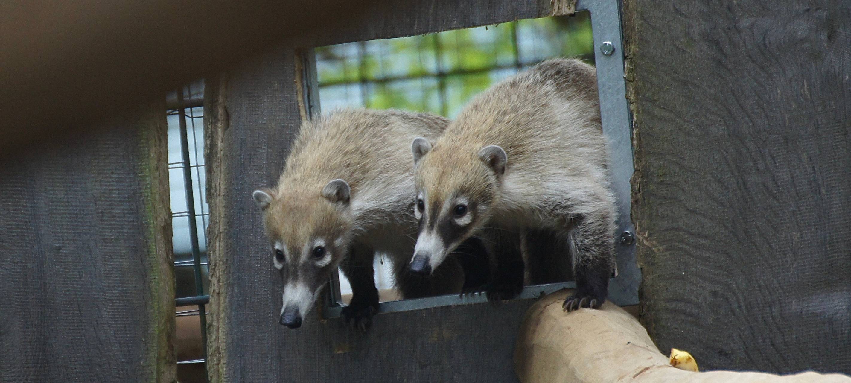 Neue Bewohner im Allwetterzoo