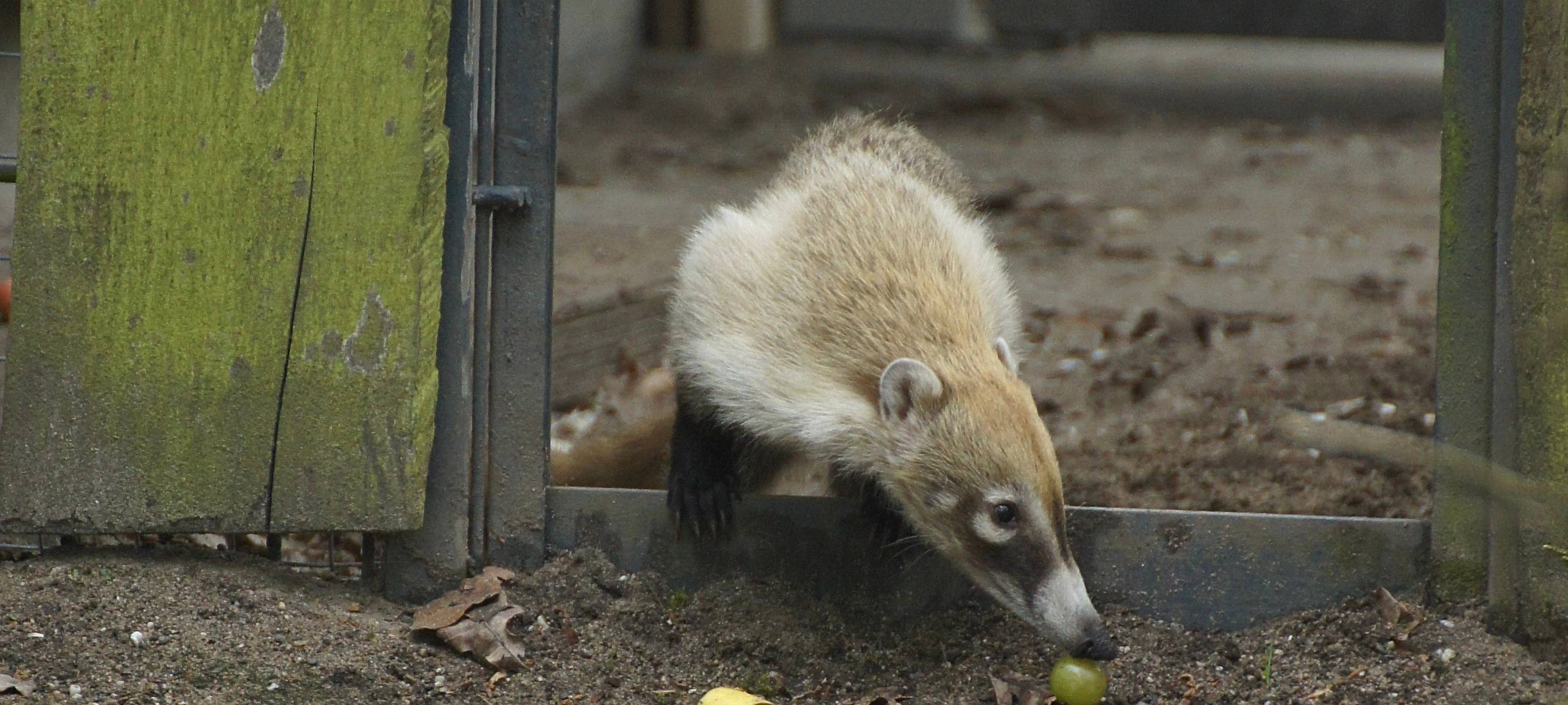 Neue Bewohner im Allwetterzoo