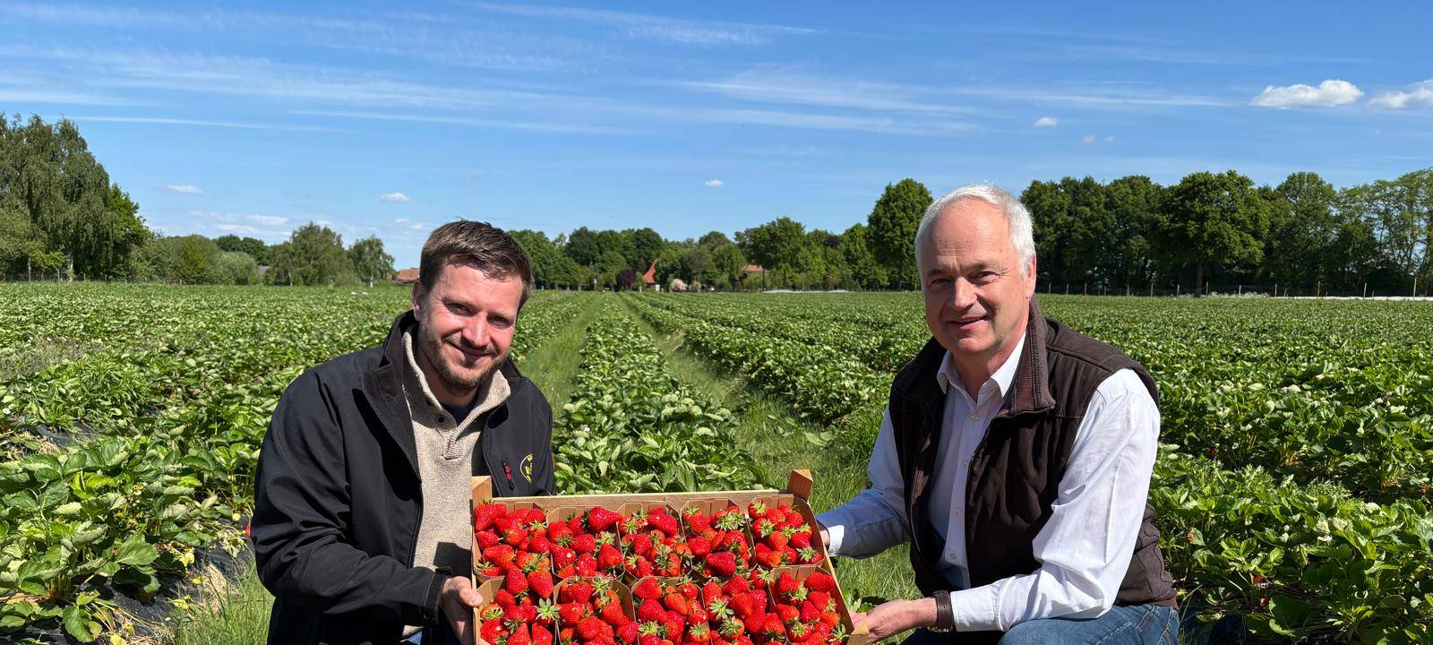 Auf dem Bild sieht man zwei Männer, die auf einem Erdbeerfeld stehen und Erdbeeren in den Händen halten