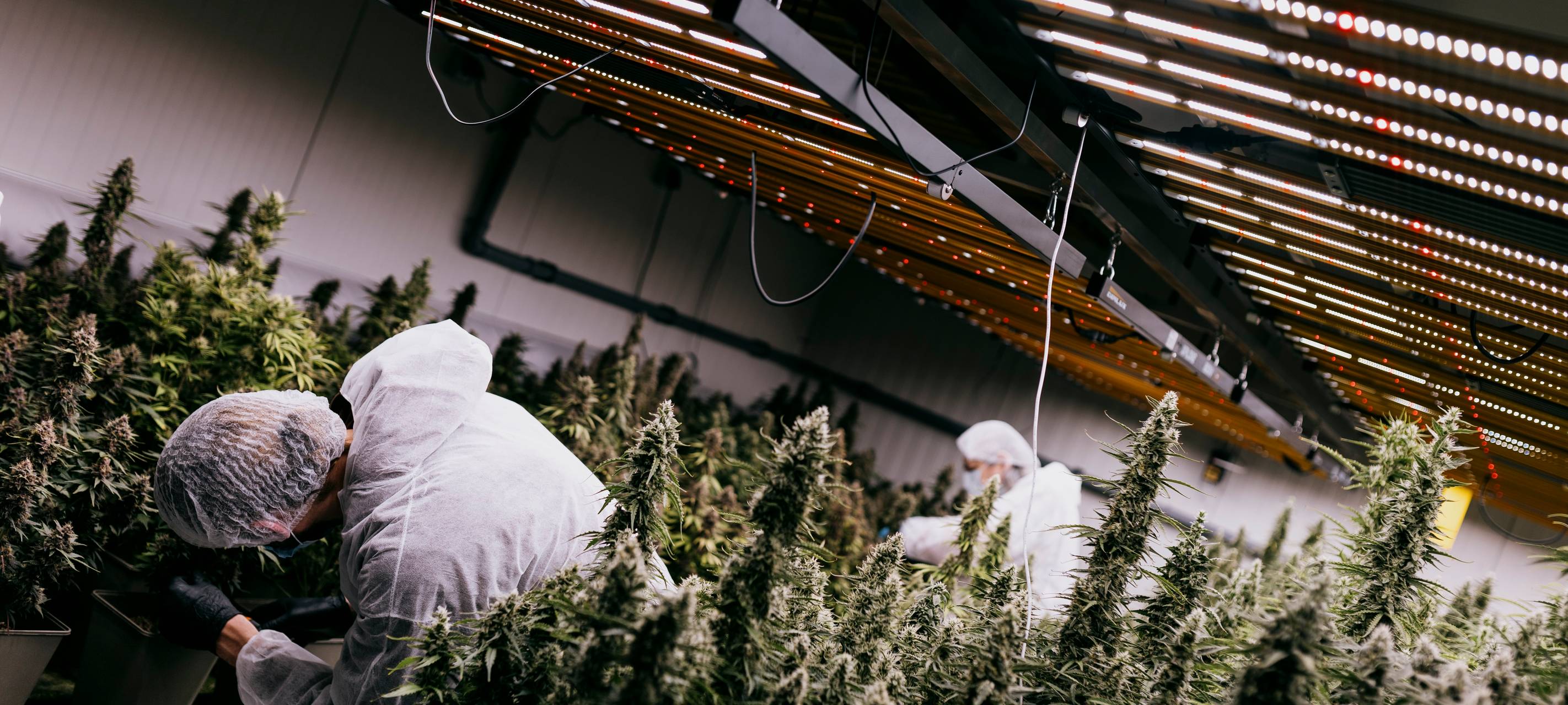 Cannabis-Club hat Geburtstag