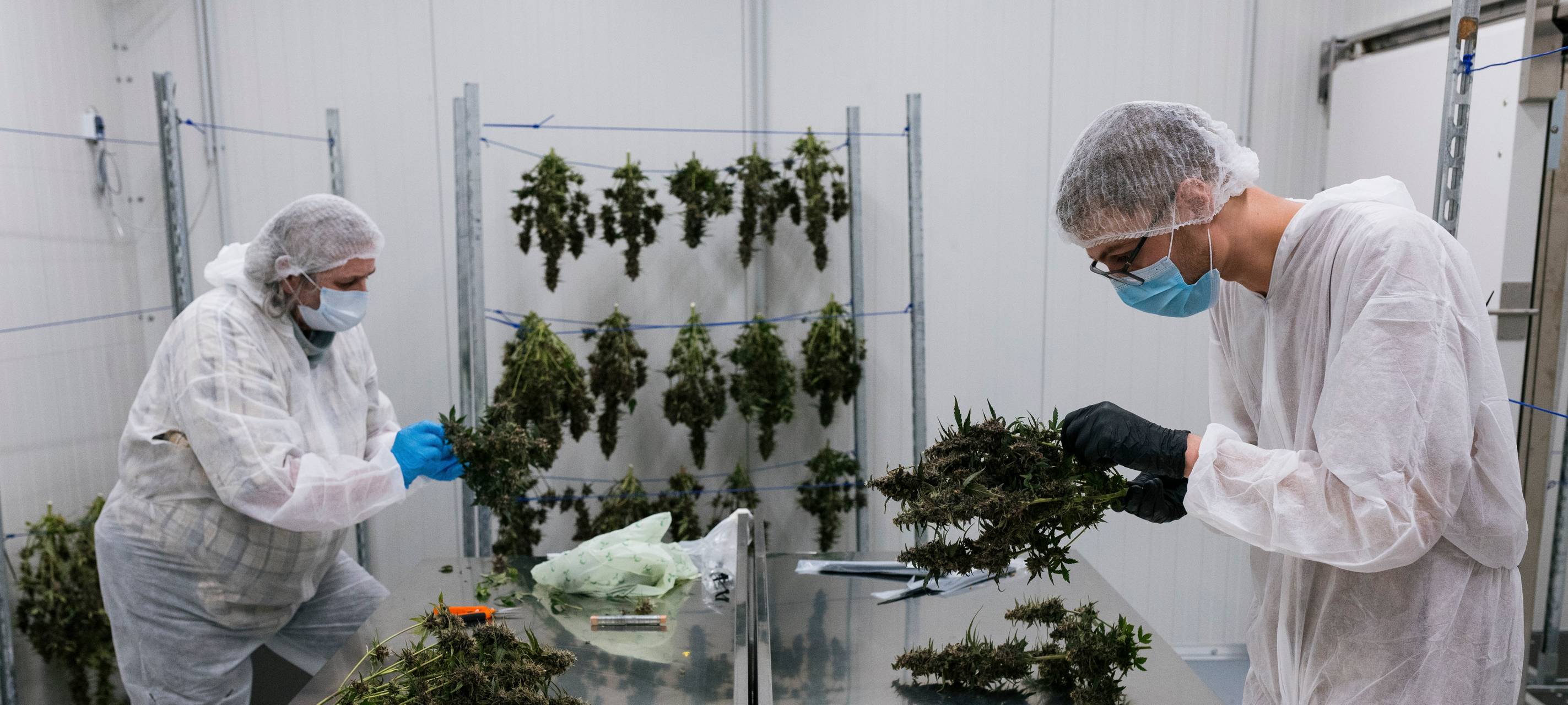 Cannabis-Club hat Geburtstag