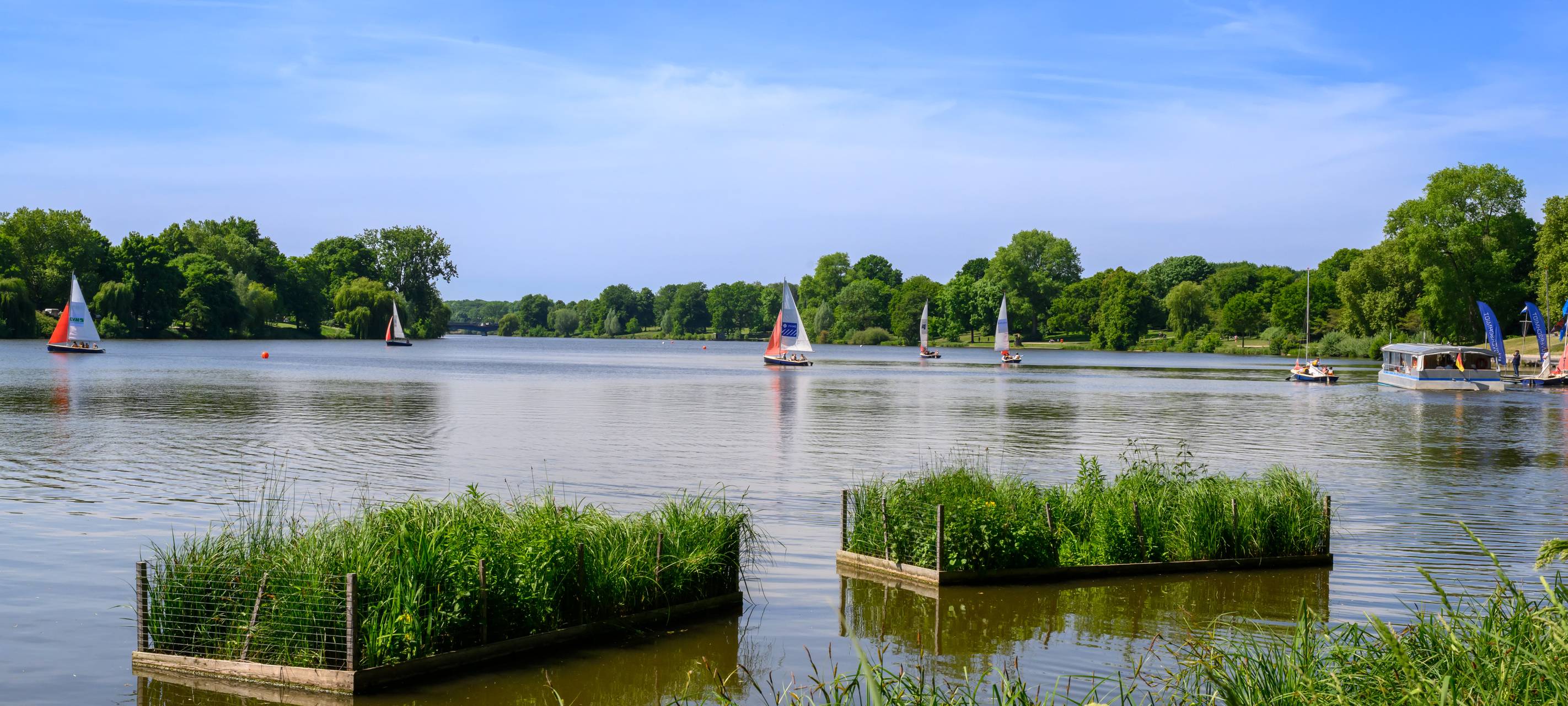 Schwimmende Pflanzenzonen im Aasee.