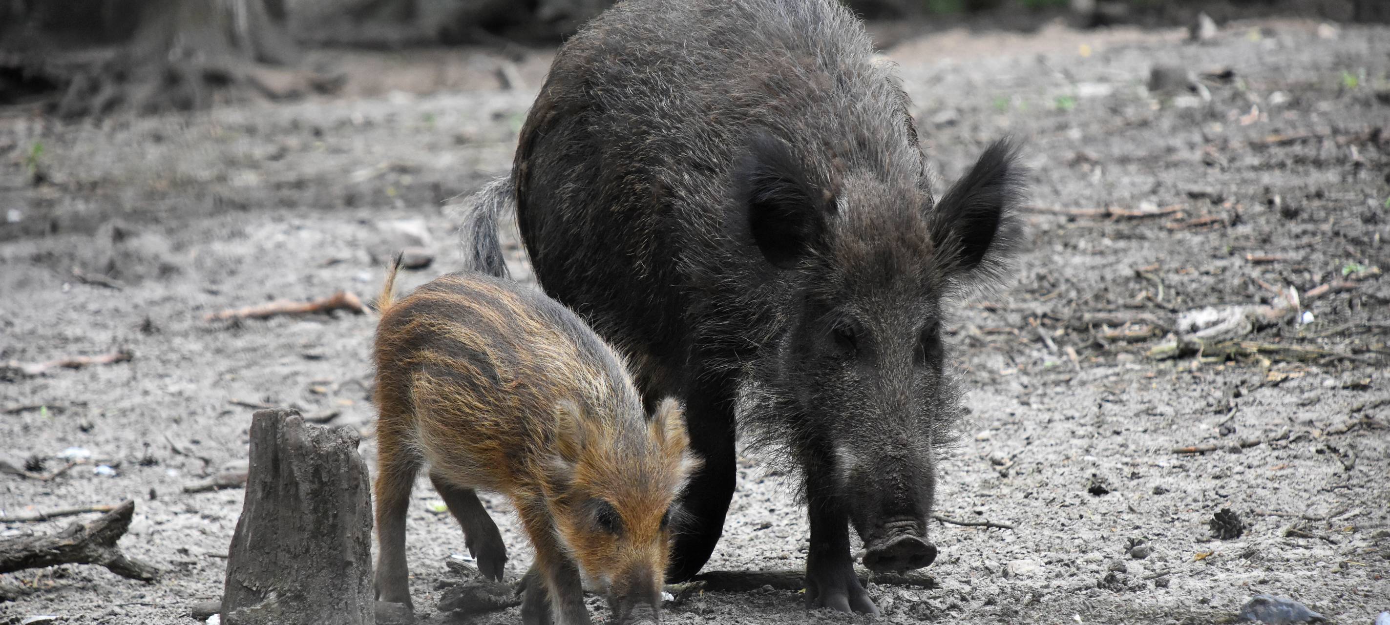Ein Wildschwein mit Frischling