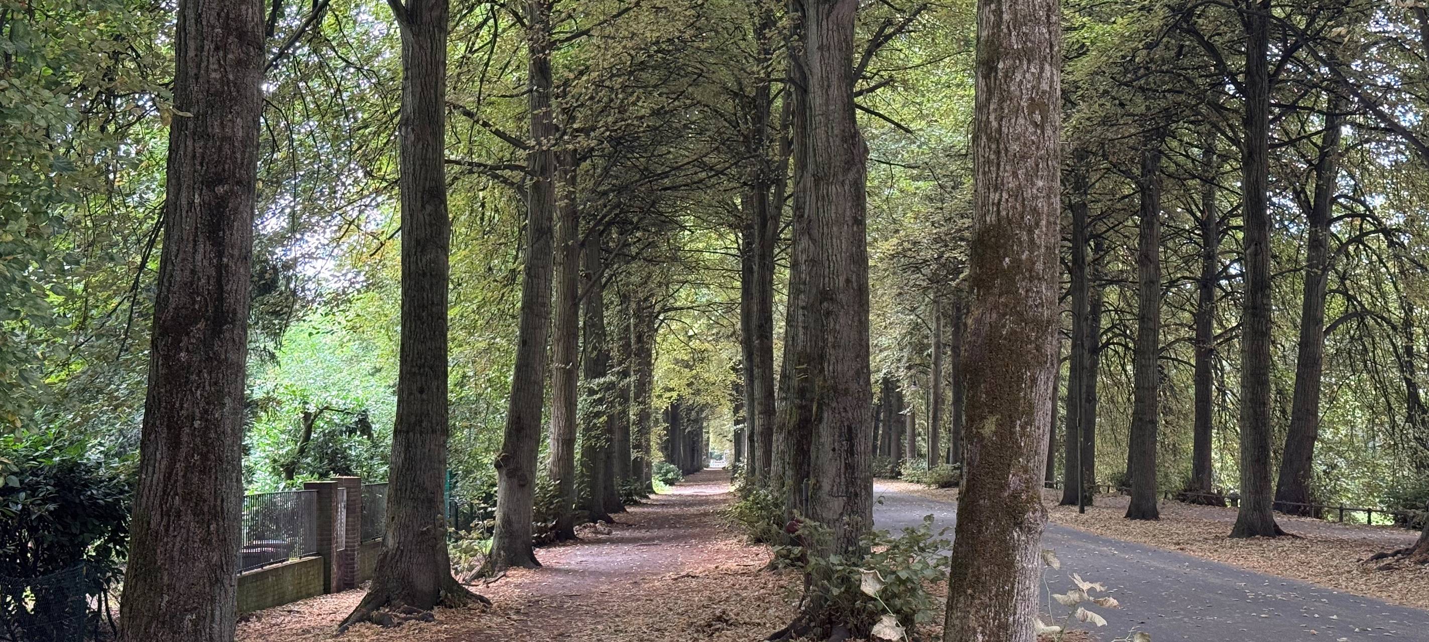 Viele Bäume auf der Promenade haben bereits ihr Laub verloren.