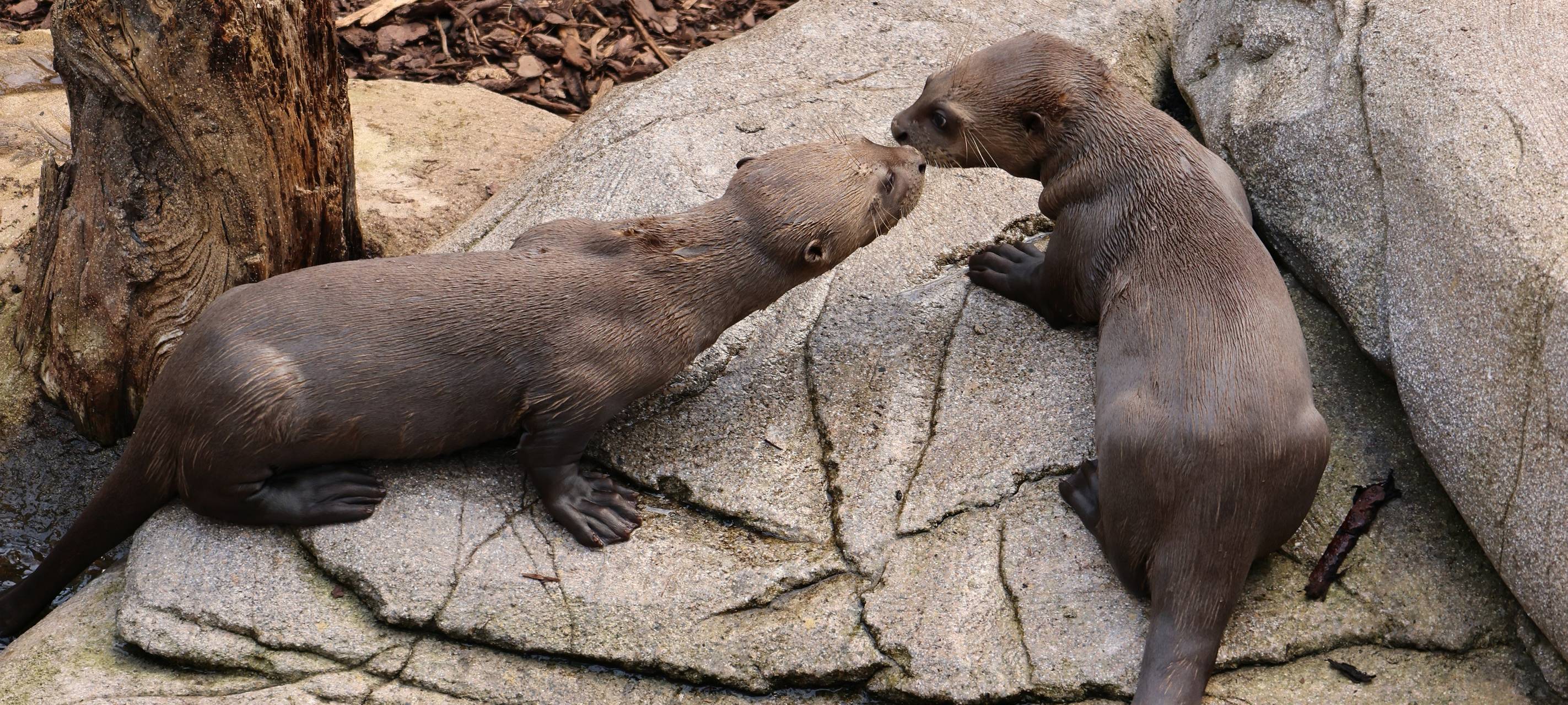 Die beiden Riesenotter sind auf dem Foto zu sehen.