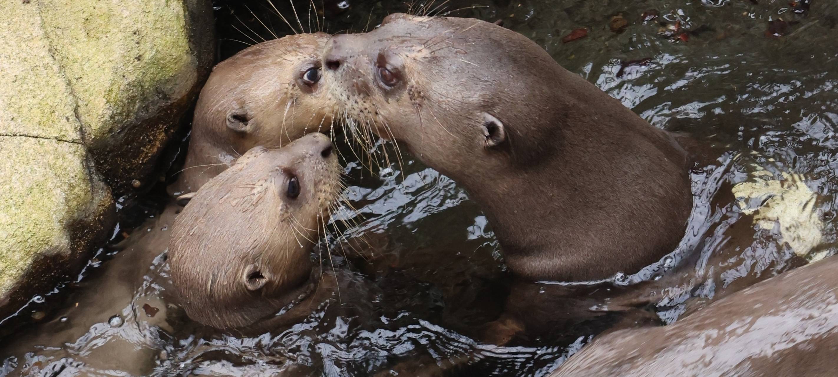 Riesenotter haben Namen