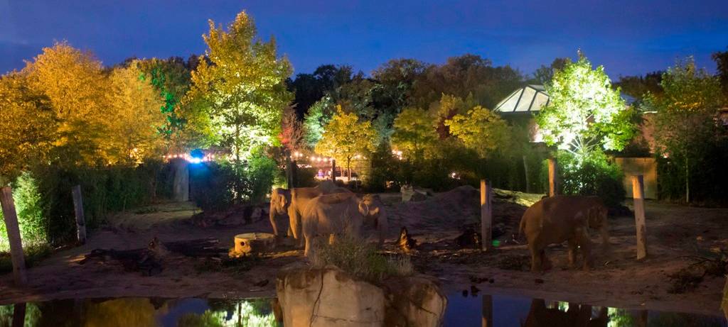 "Nachts im Zoo" lockt nach Münster