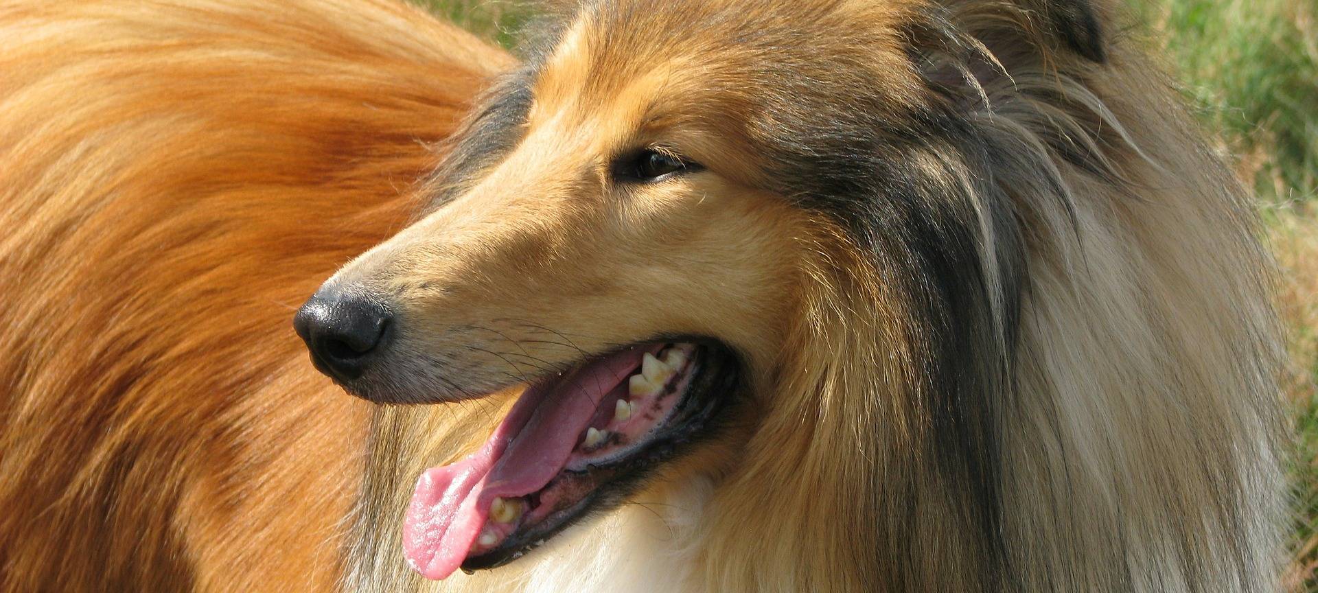 Lassie Come Home: Statisten gesucht