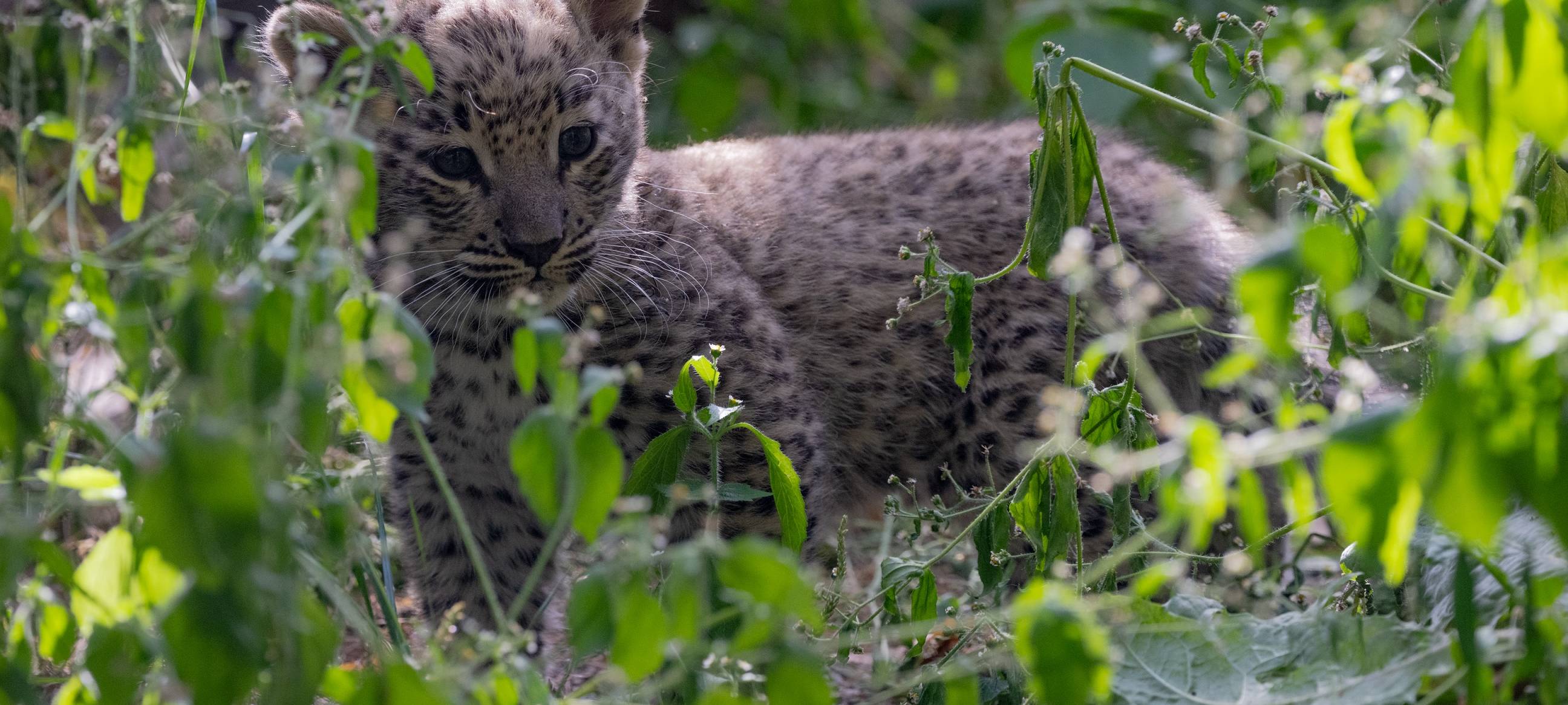 Wie soll der kleine Leopard heißen?