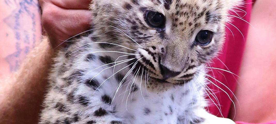Wie soll der kleine Leopard heißen?