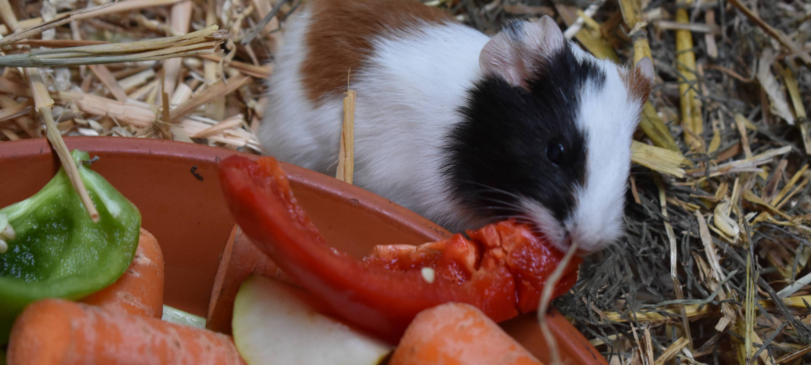 Nachwuchsstarker Mai im Allwetterzoo