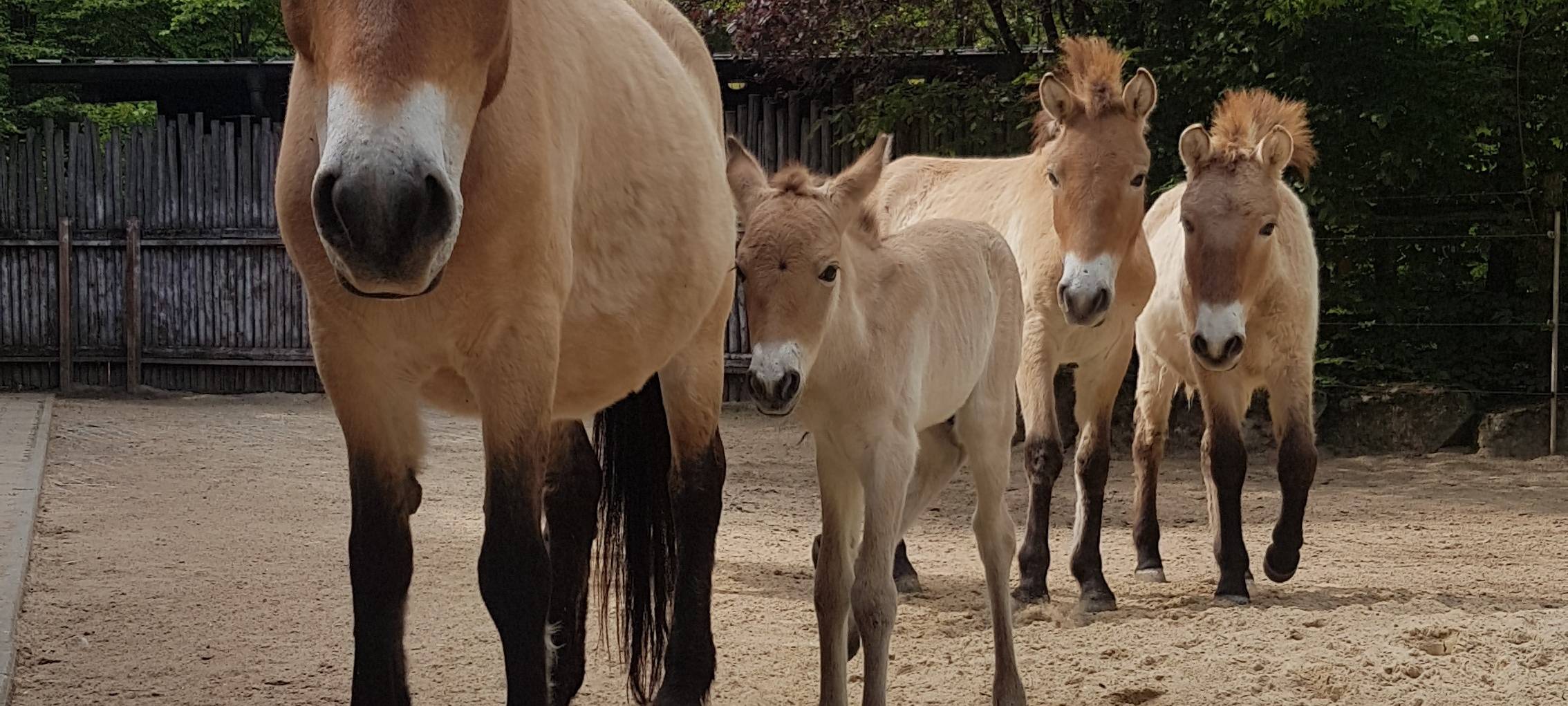 Nachwuchsstarker Mai im Allwetterzoo