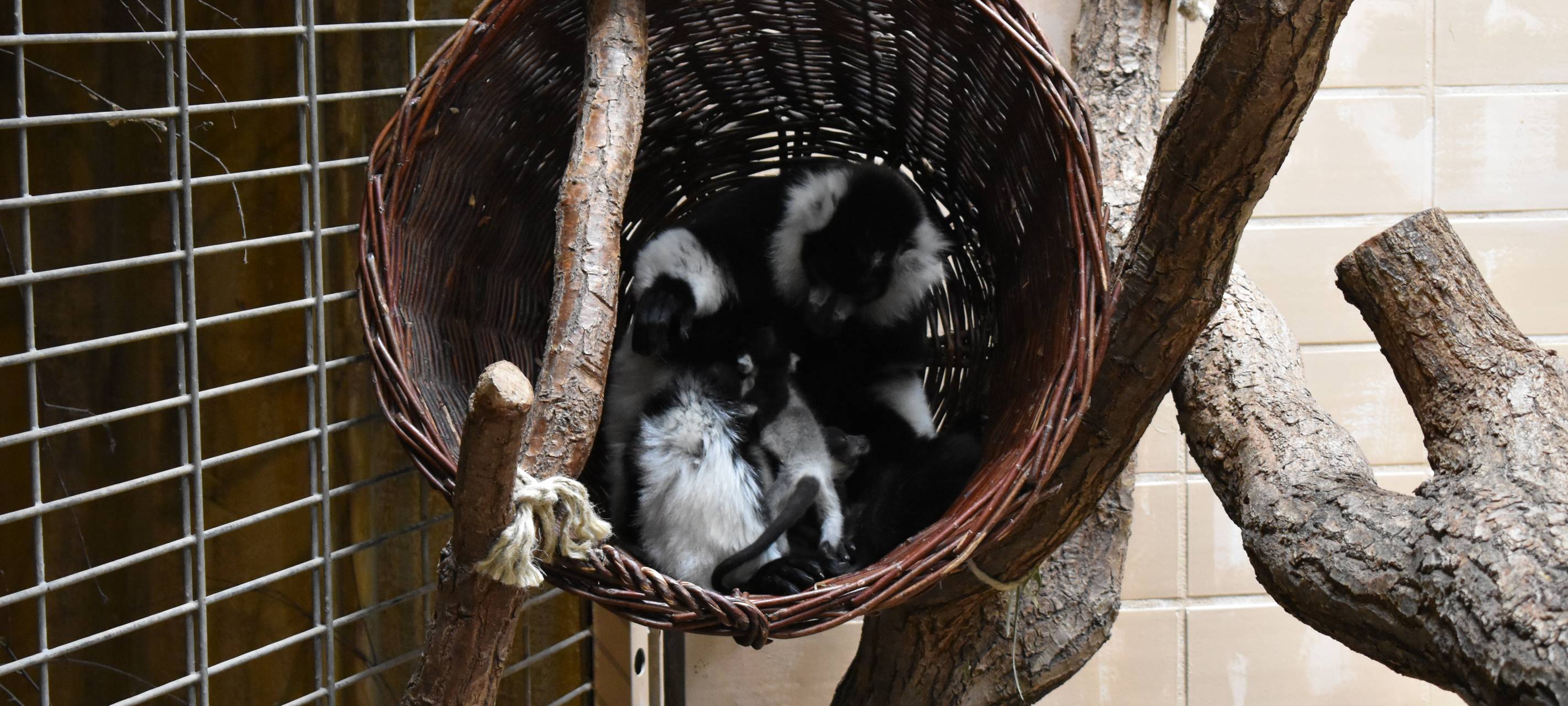 Nachwuchsstarker Mai im Allwetterzoo