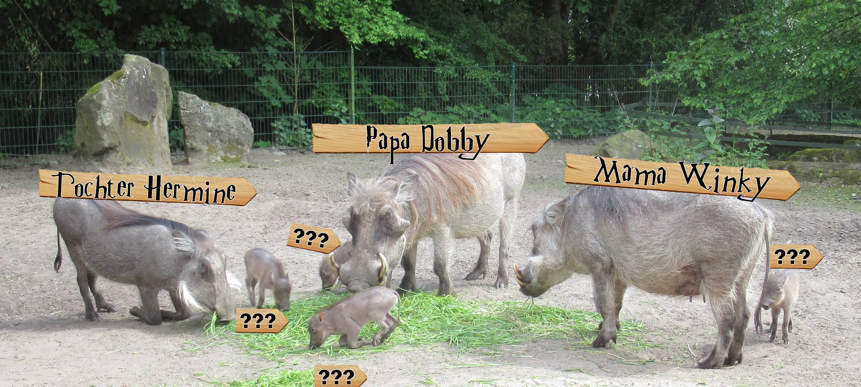 Warzenschwein-Nachwuchs bekommt Namen