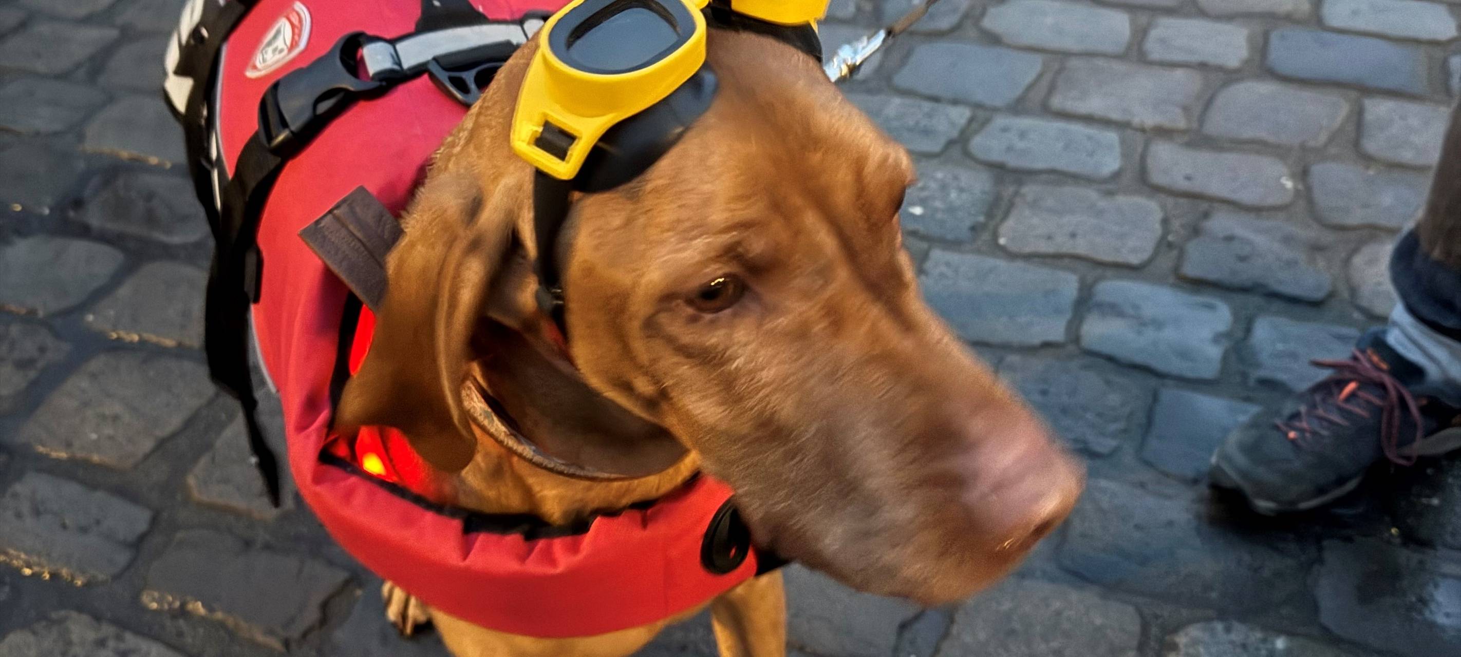 Challenge erfüllt: Schwimmen auf der Promenade