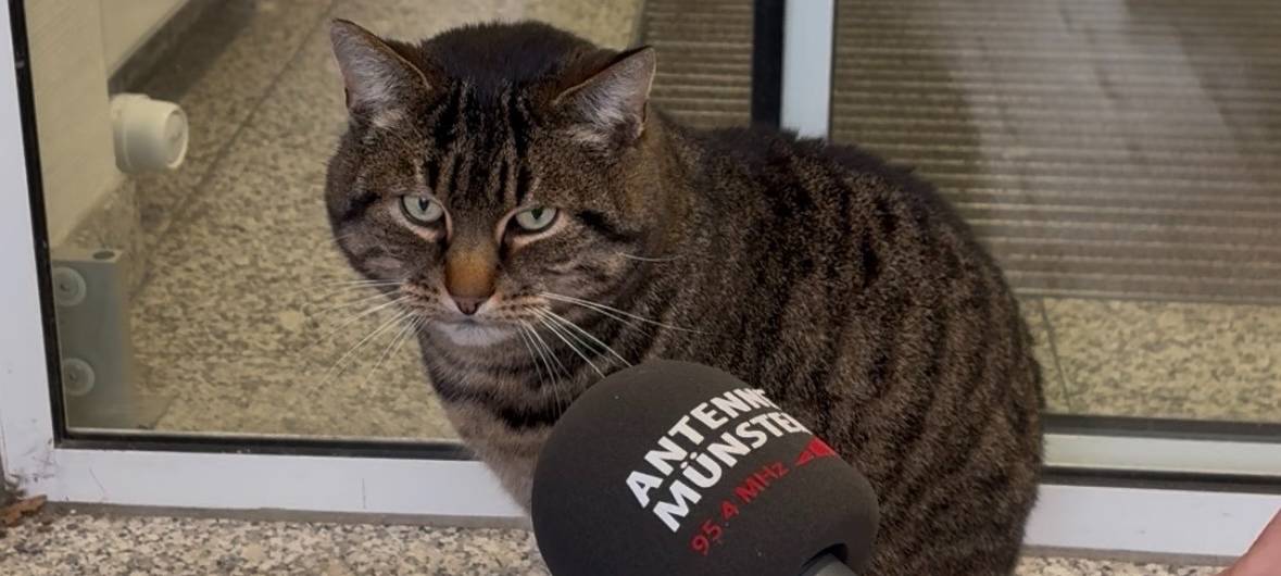 Krankenhauskater Oskar.