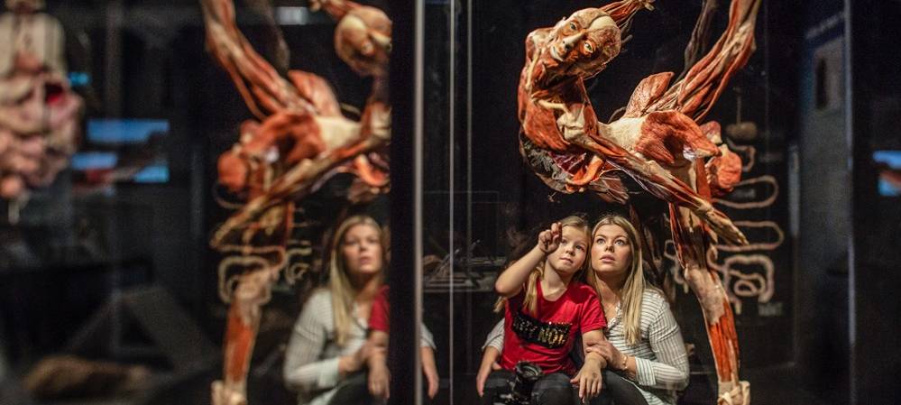 "Körperwelten" kommt nach Münster