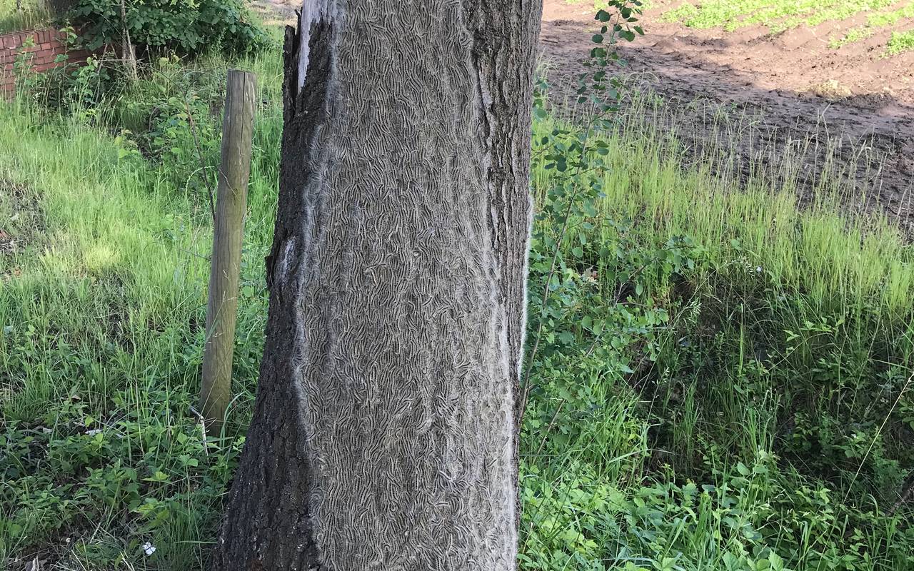 So Schutzt Ihr Euch Vor Der Gefahrlichen Raupe Antenne Munster