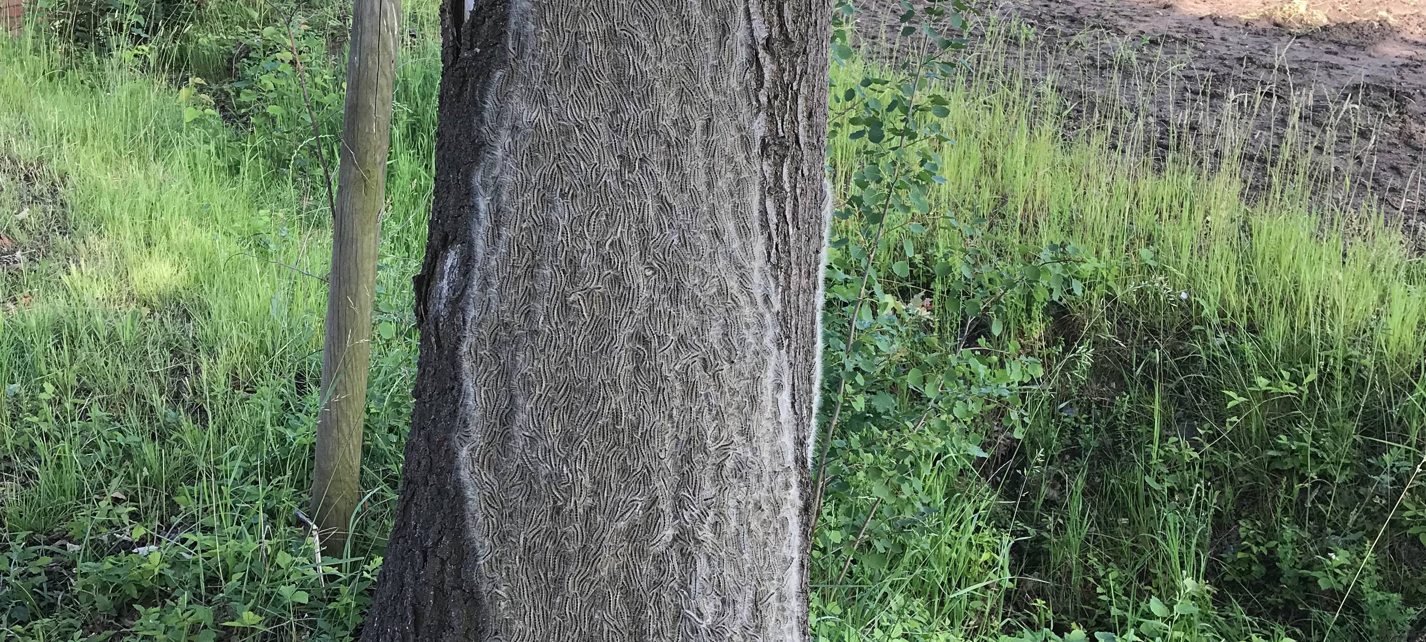 So schützt ihr euch vor der gefährlichen Raupe
