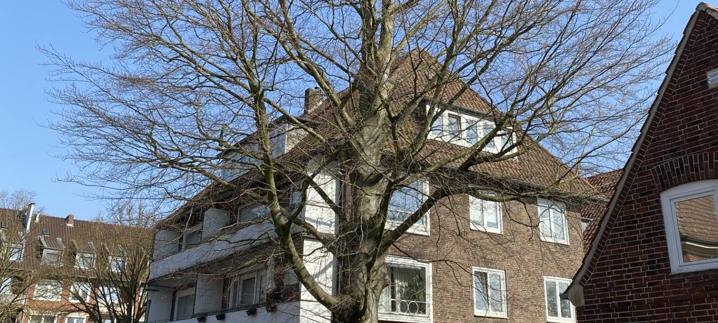 Eine alte Blutbuche auf einem Privatgrundstück am Rostockweg 32 wird heute (09.03.) und in den kommenden Tagen noch nicht gefällt.